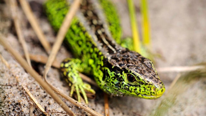 Sand lizard in Studland, Dorset