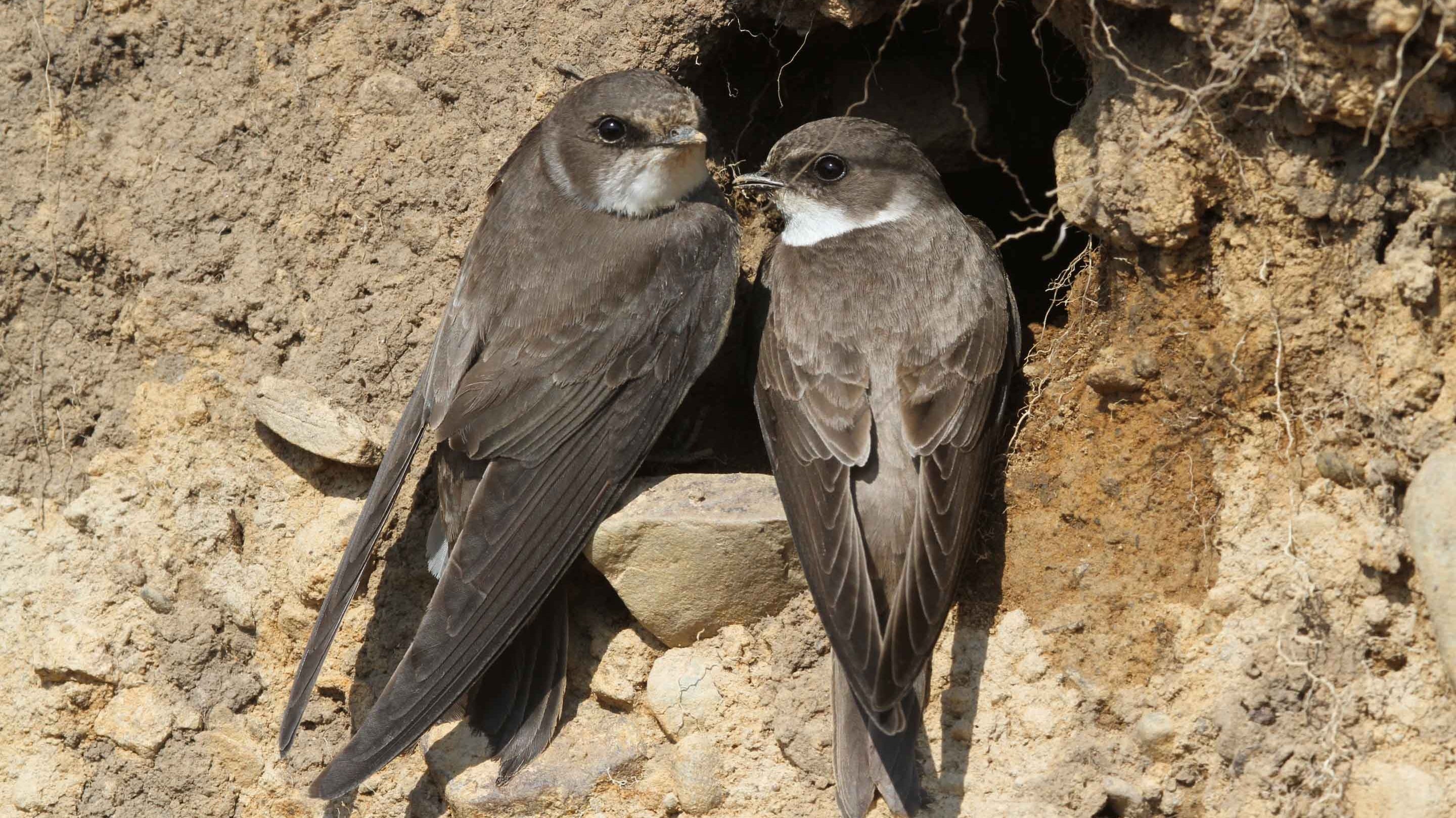 Sand martins at Souter Lighthouse and the Leas, Tyne & Wear