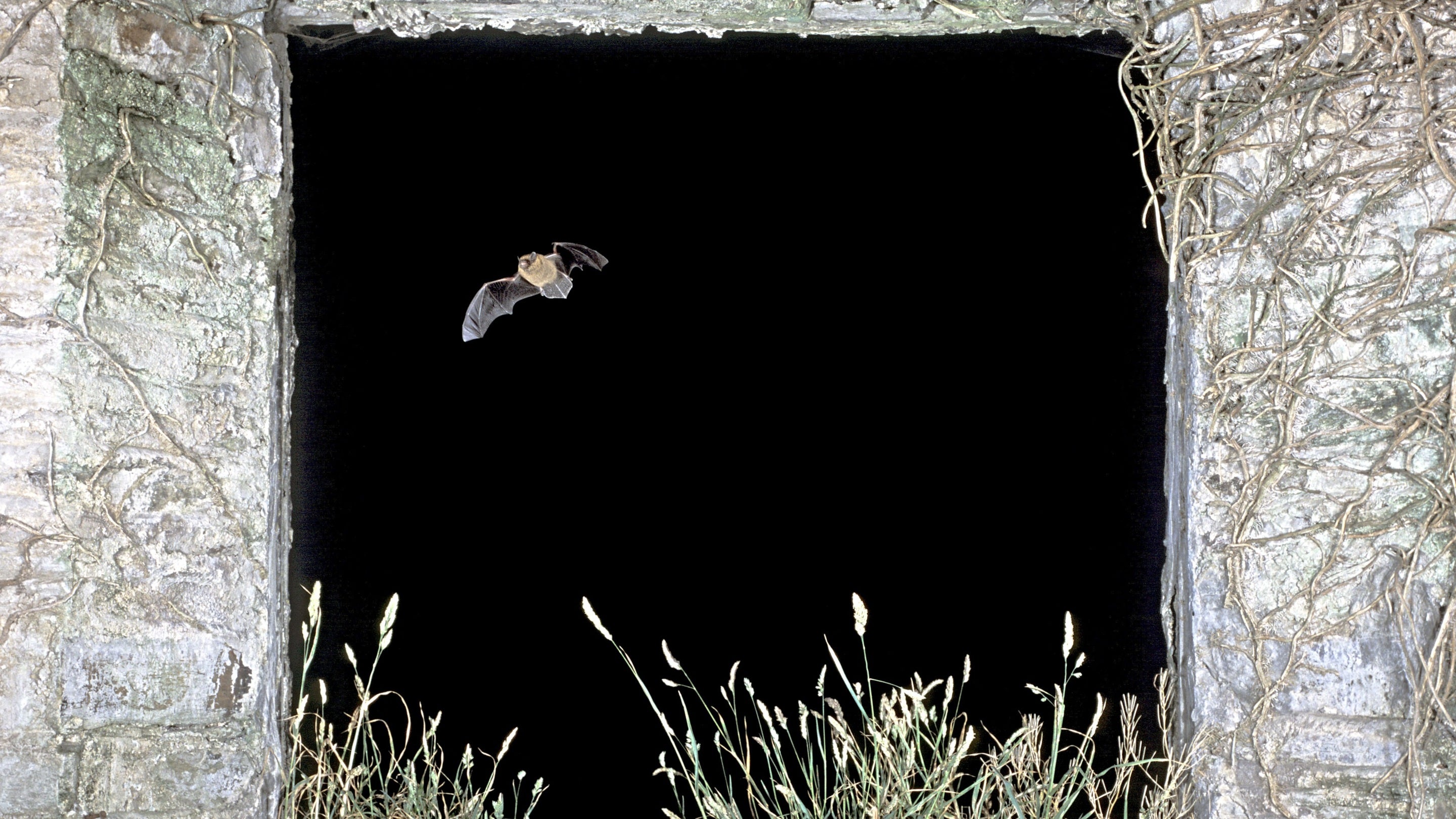 Serotine bat (Eptesicus serotinus) flying from a gap in the wall of an abandoned stone building at night