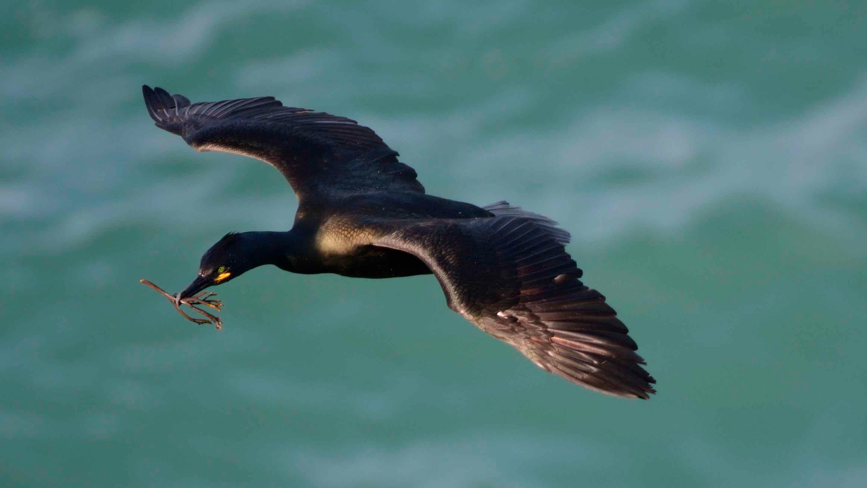 A shag flies over the sea with seaweed in its beak