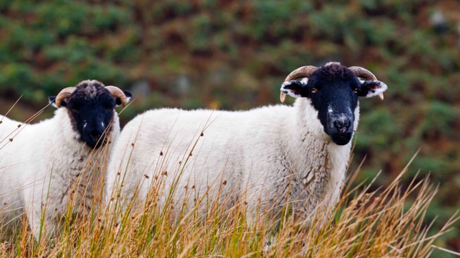 Sheep grazing on moorland at White Moss on Marsden Moor Estate, West Yorkshire