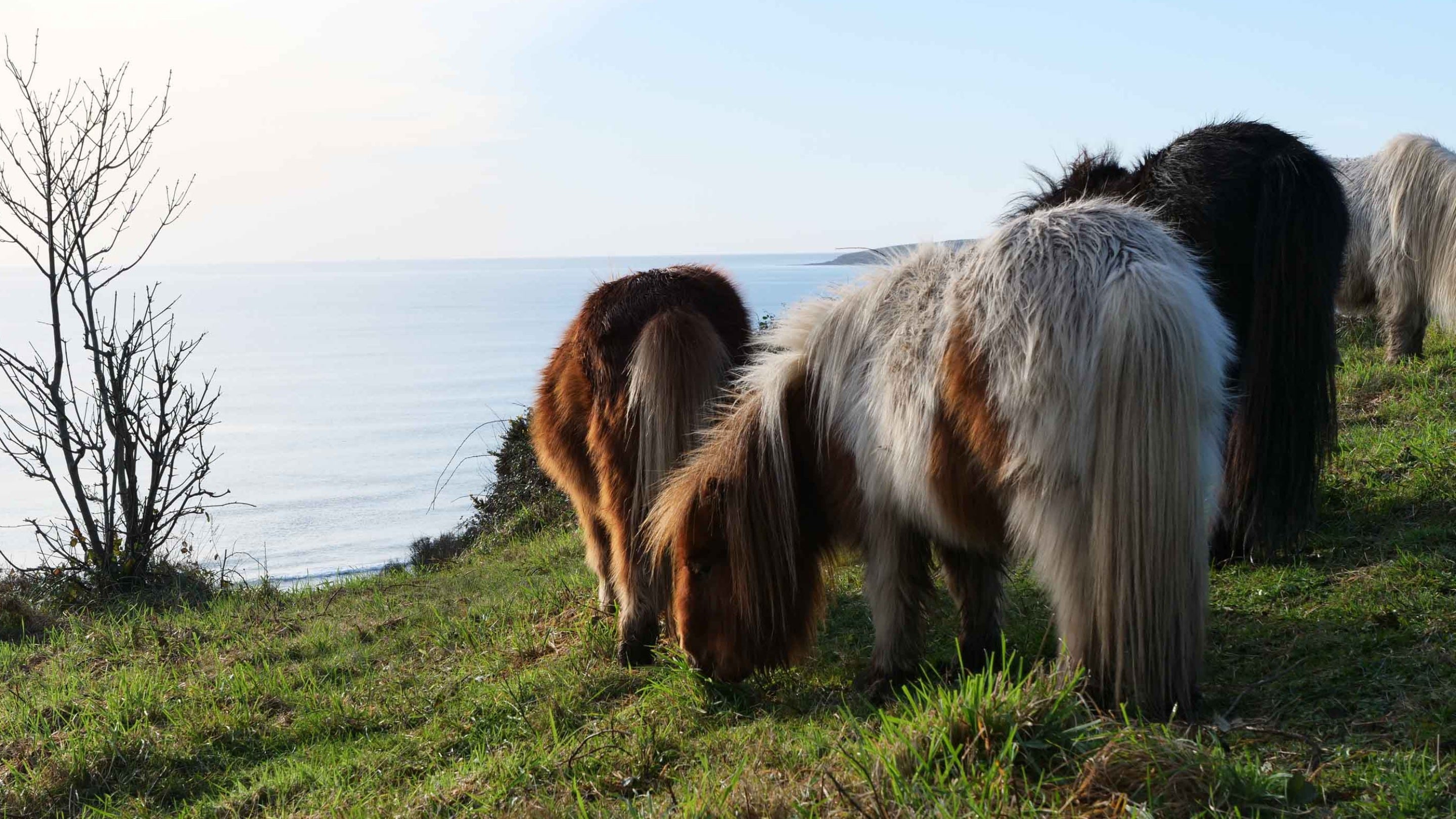 Shetland ponies grazing on a cliff