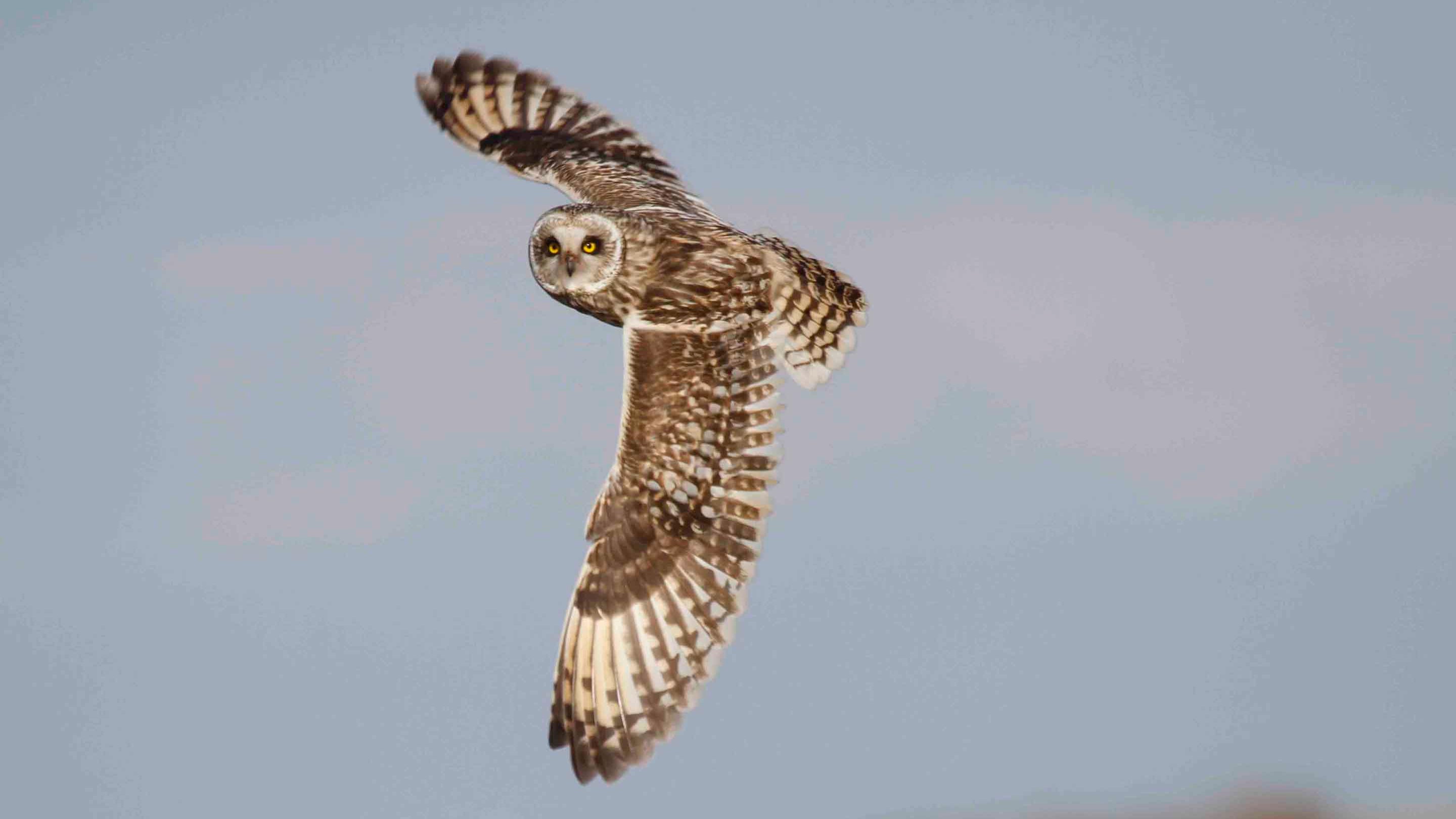 Short-eared Owl, in flight, showing full wingspan, at Orford Ness in Suffolk