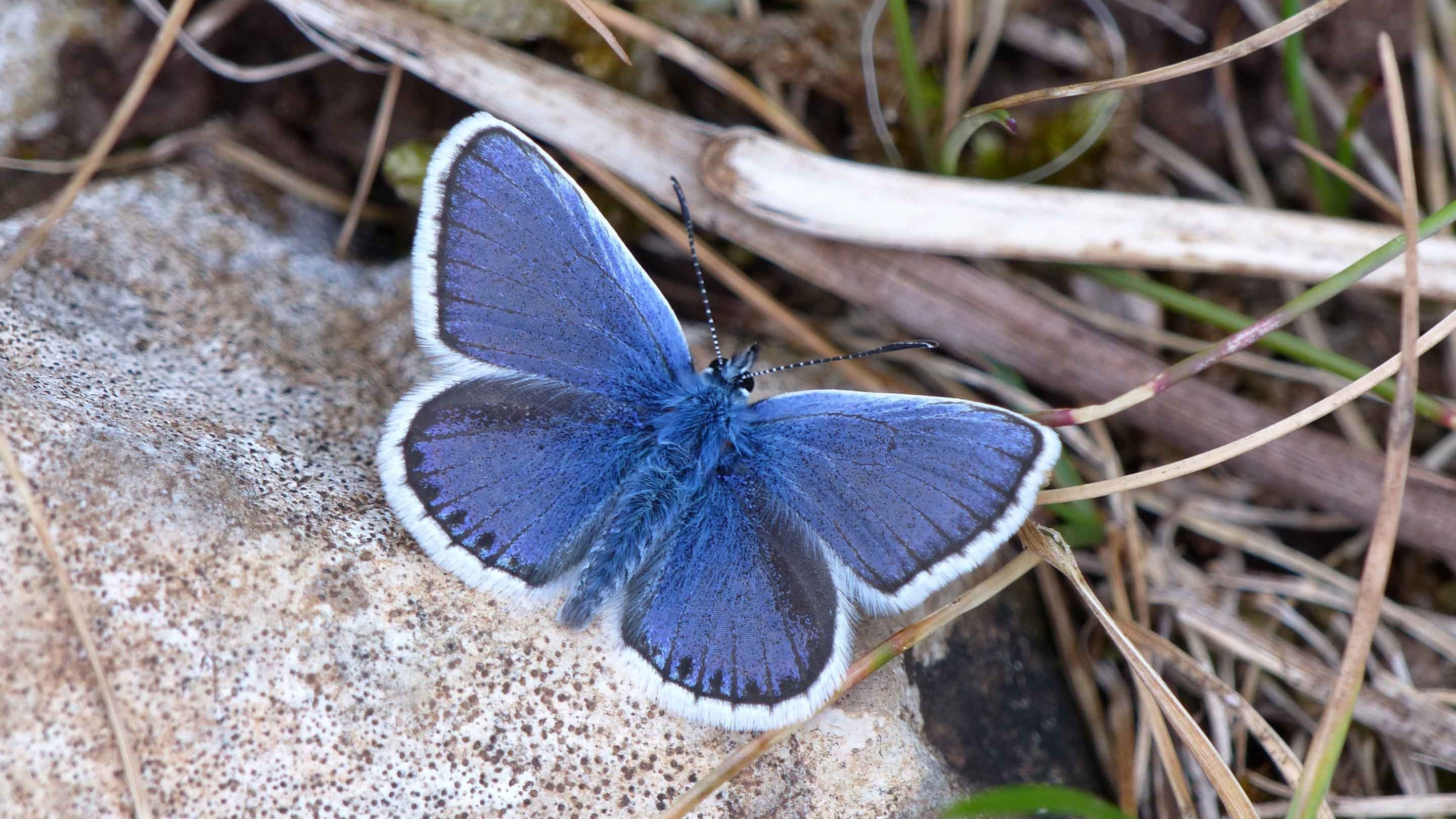 A Silver Studded Blue male basking on a stone at Great Orme, Clwyd