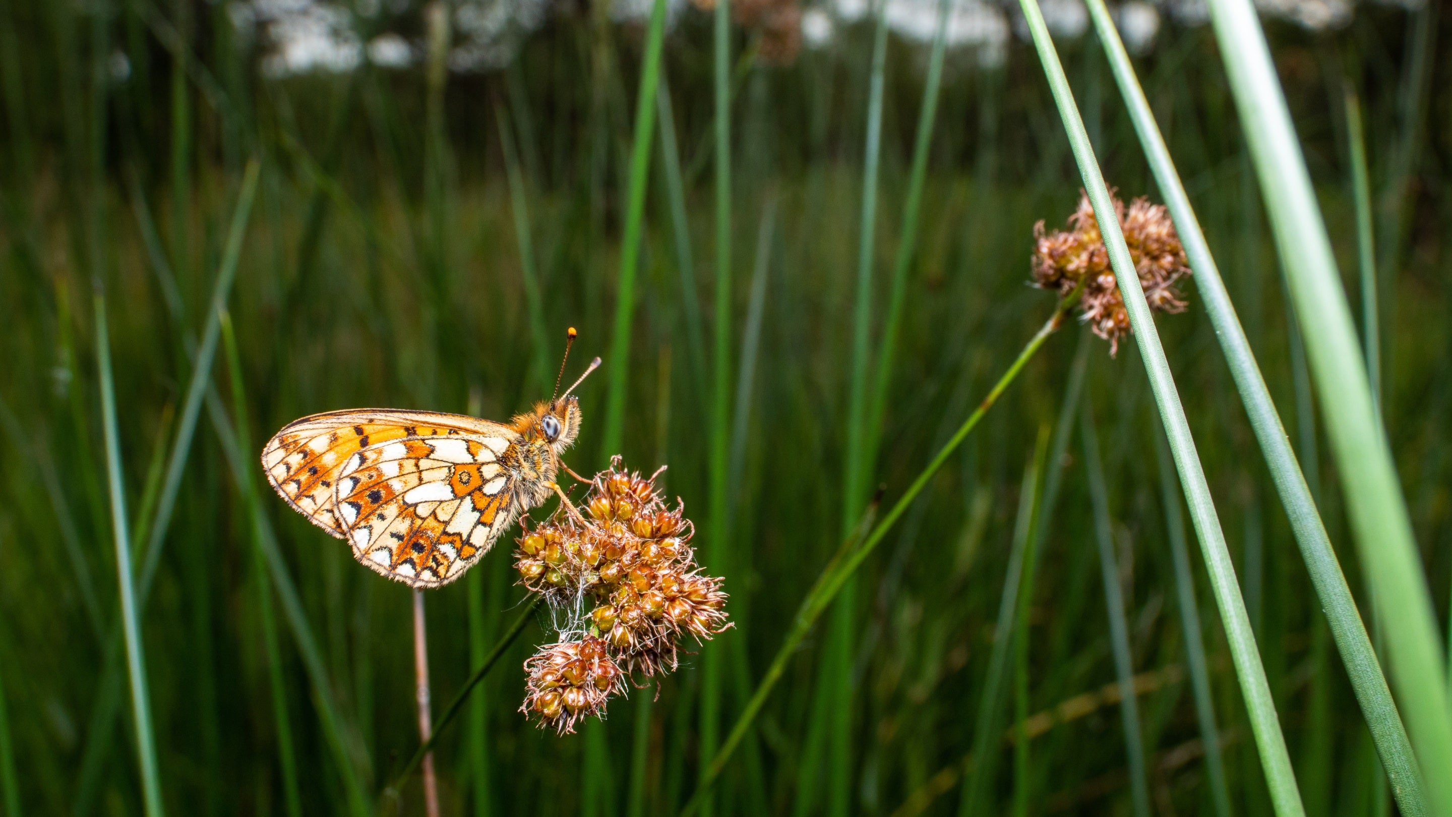 Small pearl-bordered fritillary butterfly in long grass, Sherbrook Valley, Shugborough Estate, Staffordshire