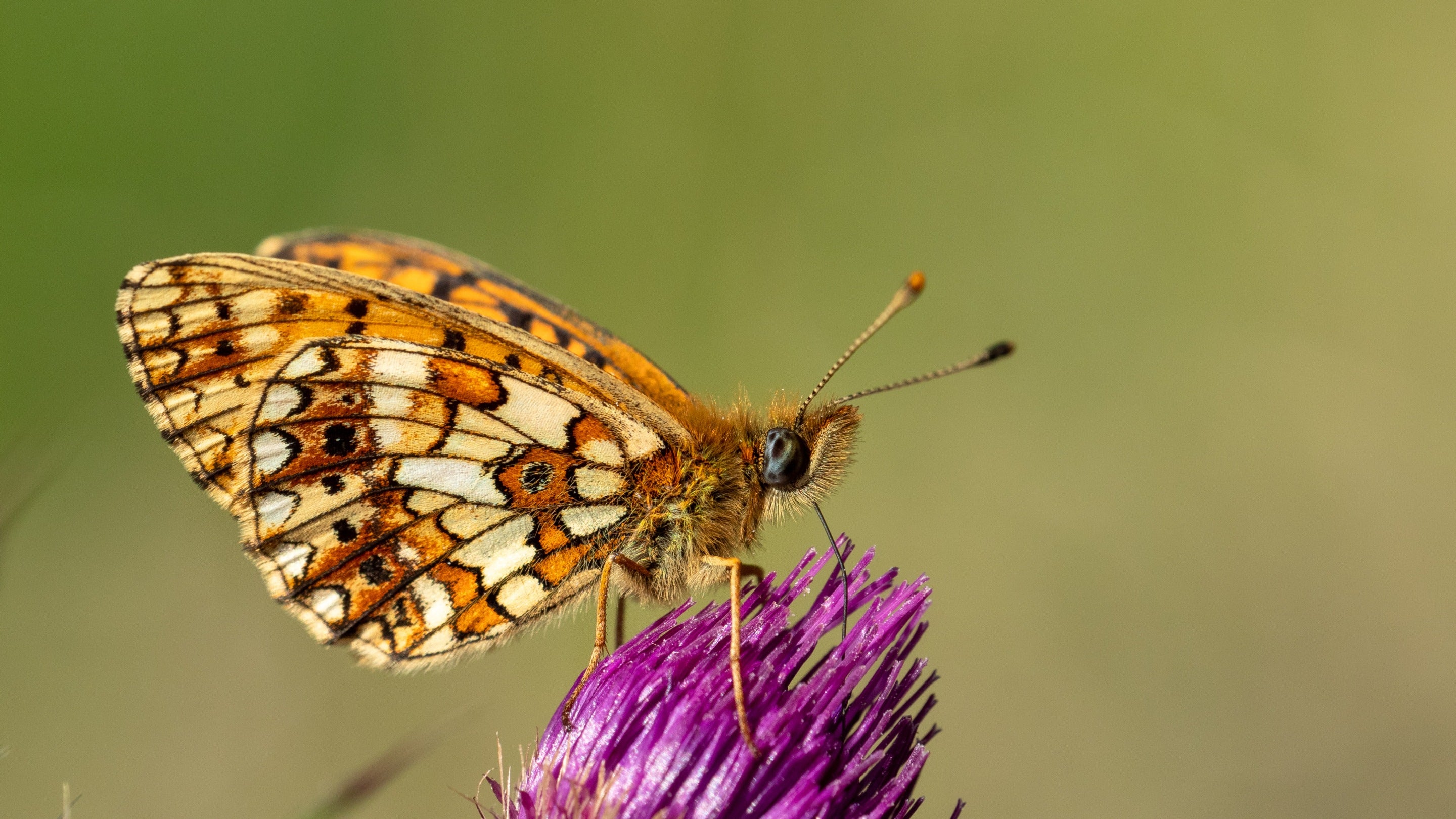 Small Pearl bordered Fritillary, Sherbrook Valley, Shugborough Estate, Staffordshire