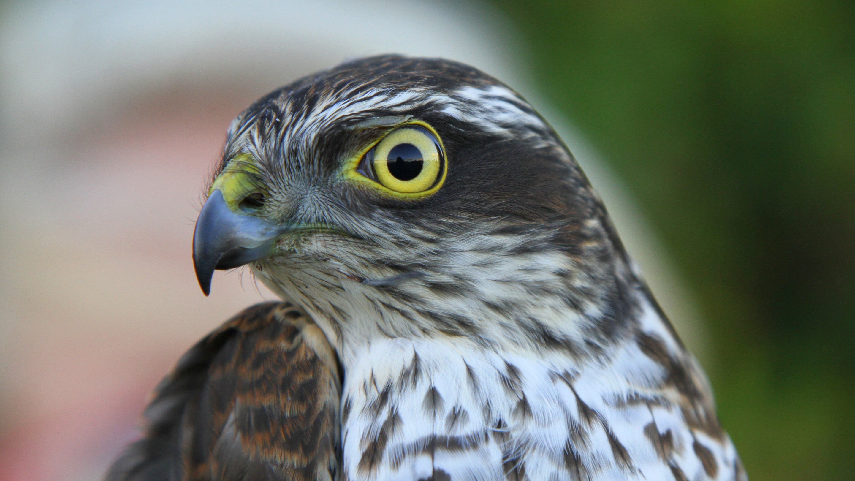 Sparrowhawk at Souter Lighthouse and The Lease
