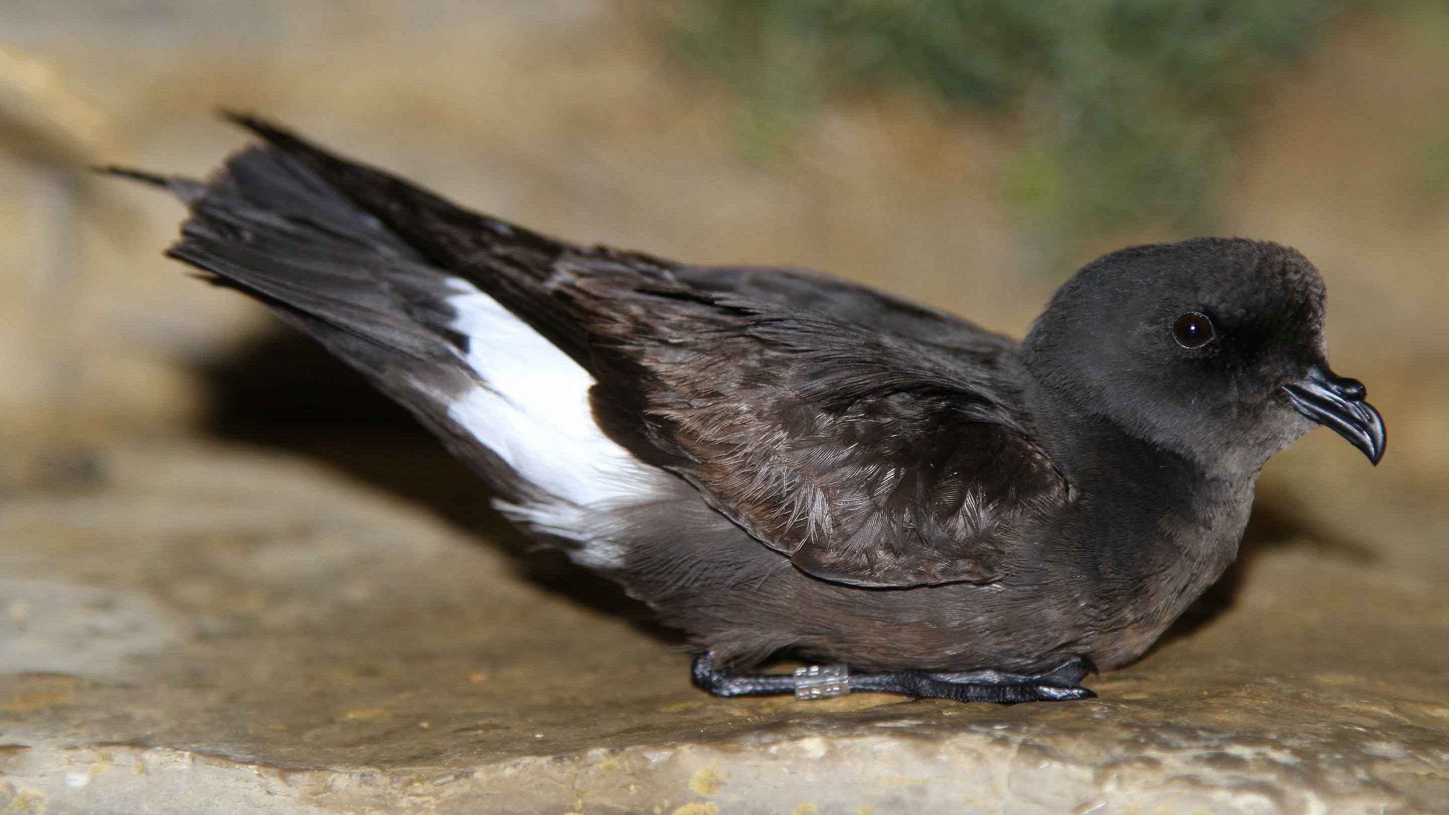 Storm petrel