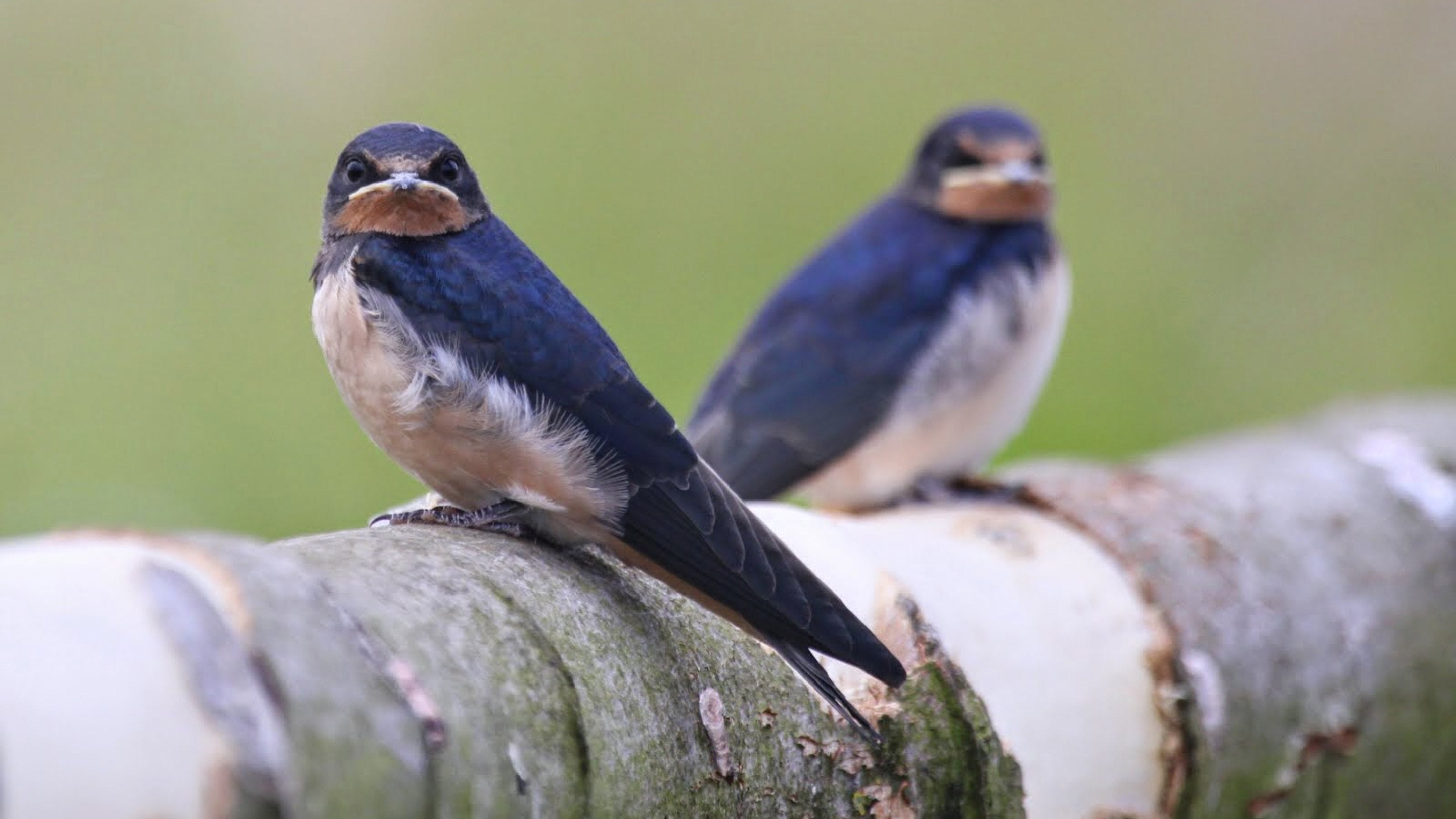 Swallows are often seen in the summer