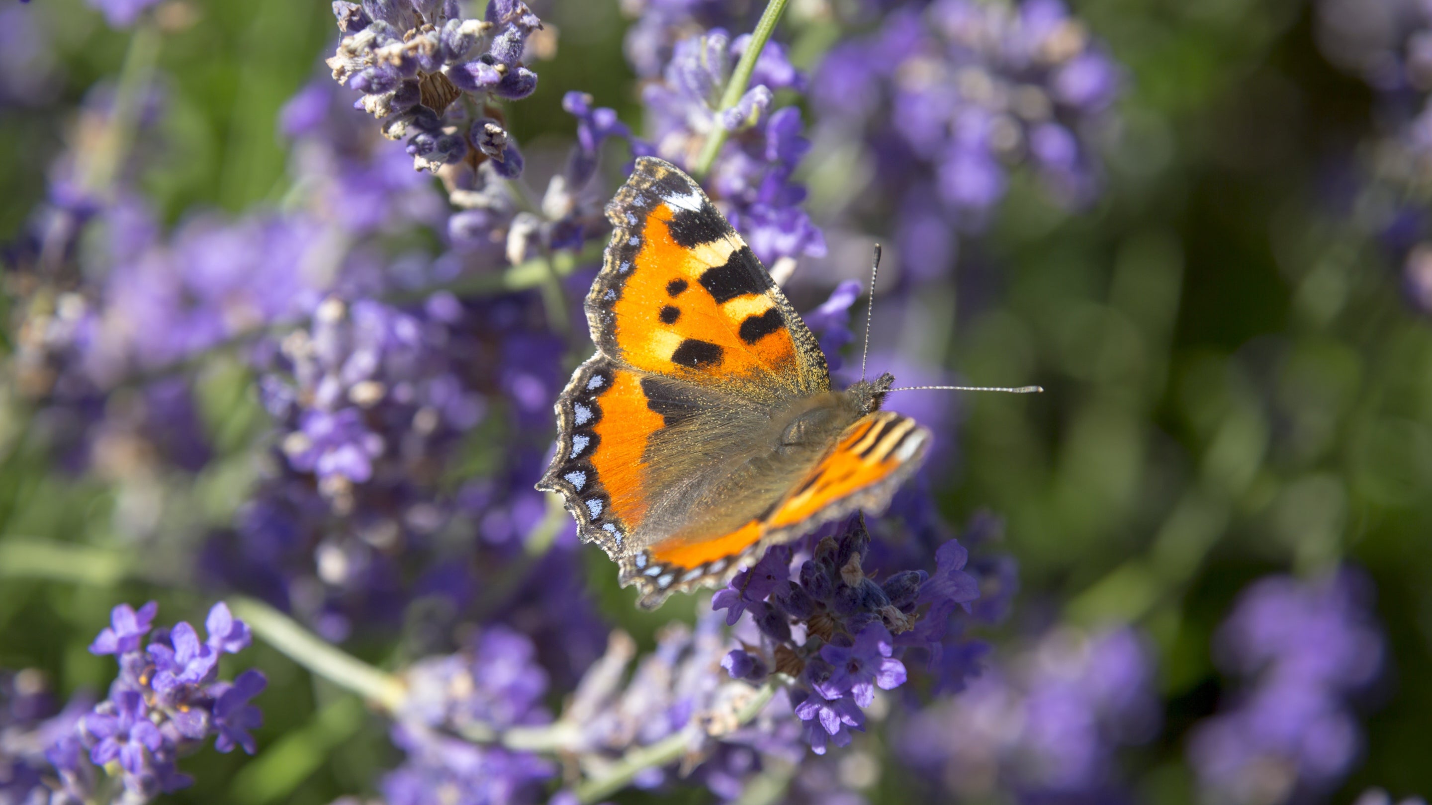 Tortoiseshell butterfly at Petworth House and Park, West Sussex