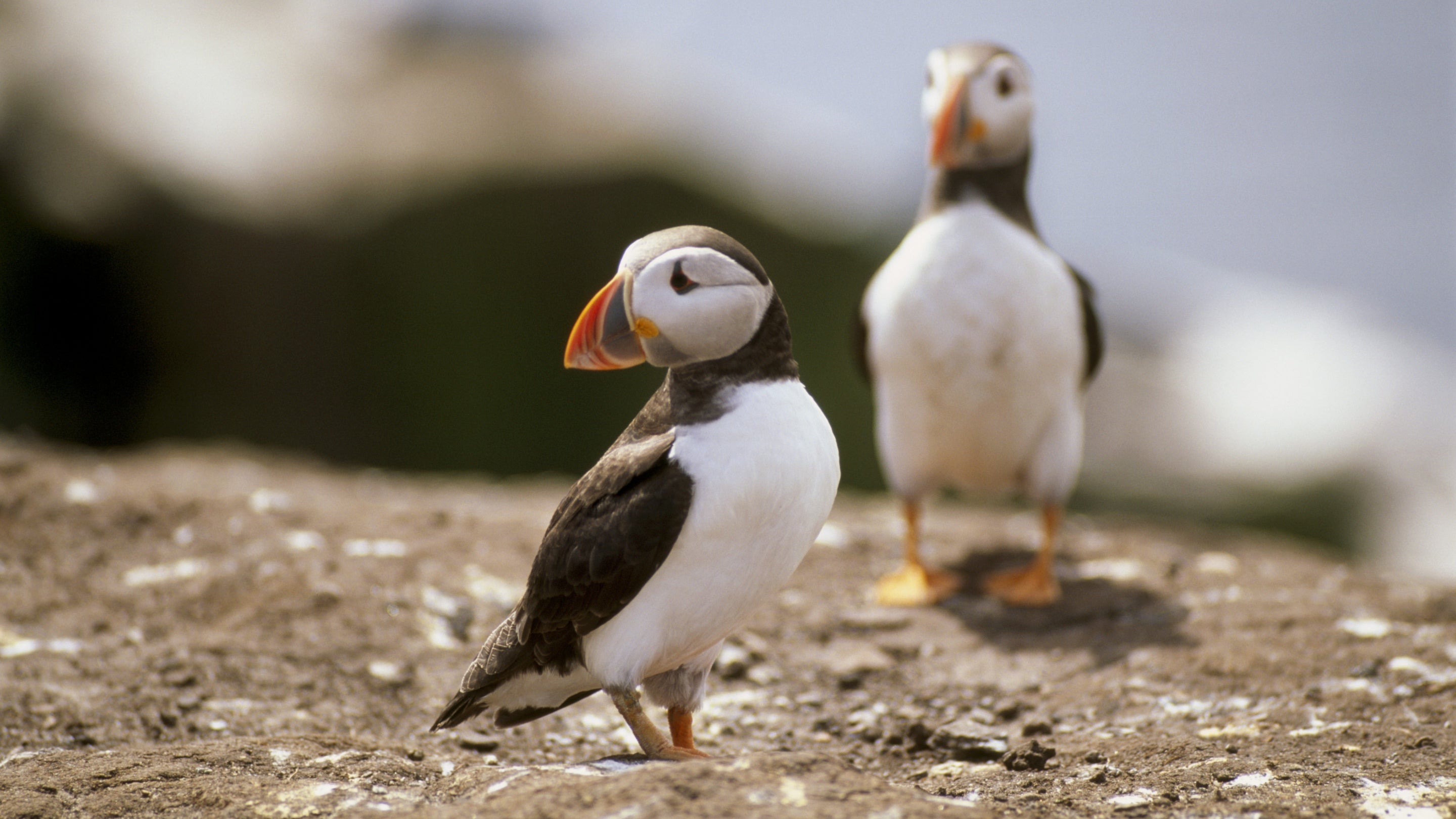 Two puffins perched on a flat rocky area on Staple Island, part of the Farne Islands, Northumberland