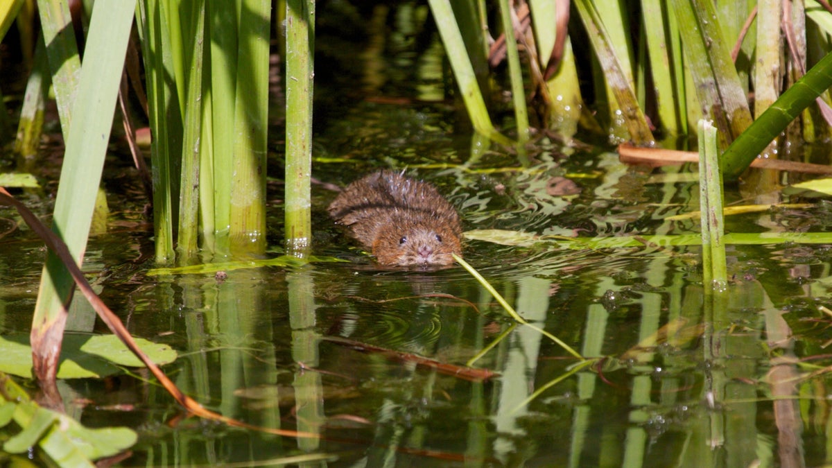 Endangered species that need our help | National Trust