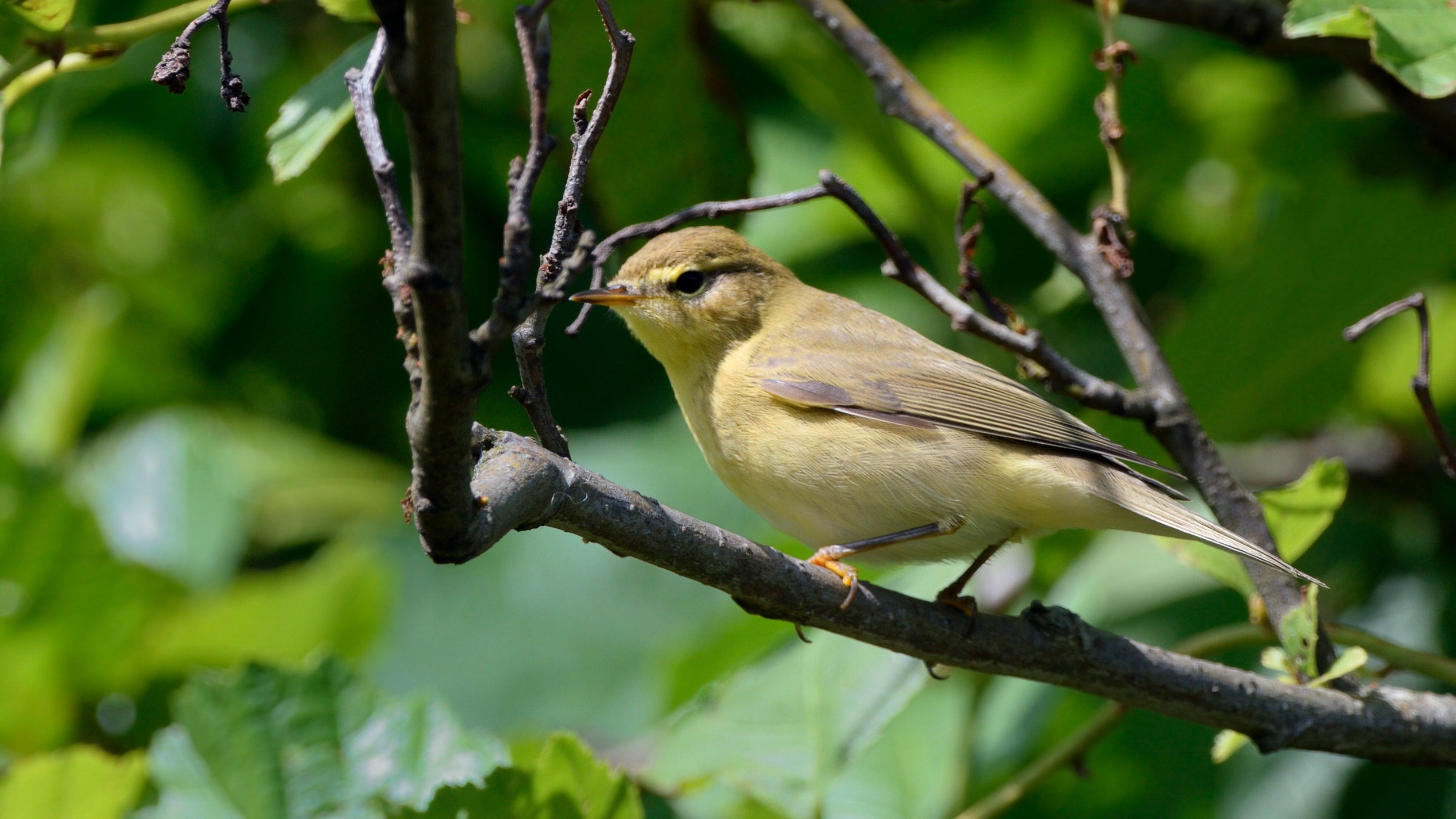 A willow warbler perches in a green-leaved tree