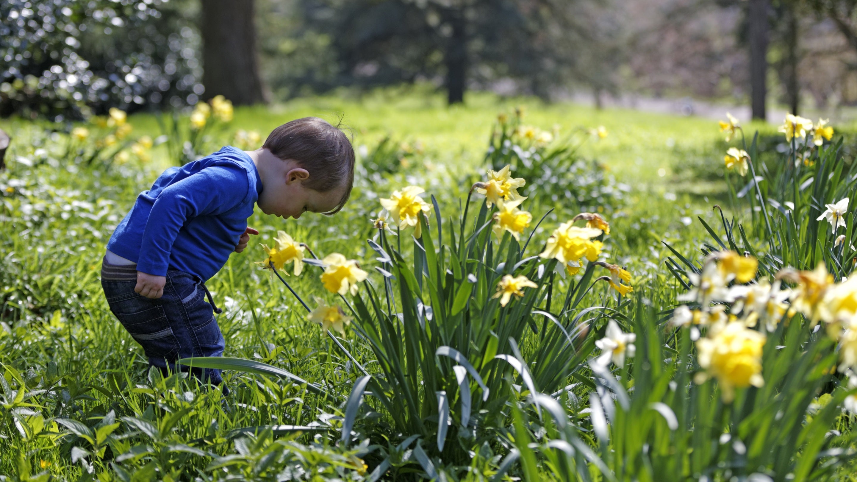 Boy exploring the daffodils in the garden at Tyntesfield, North Somerset