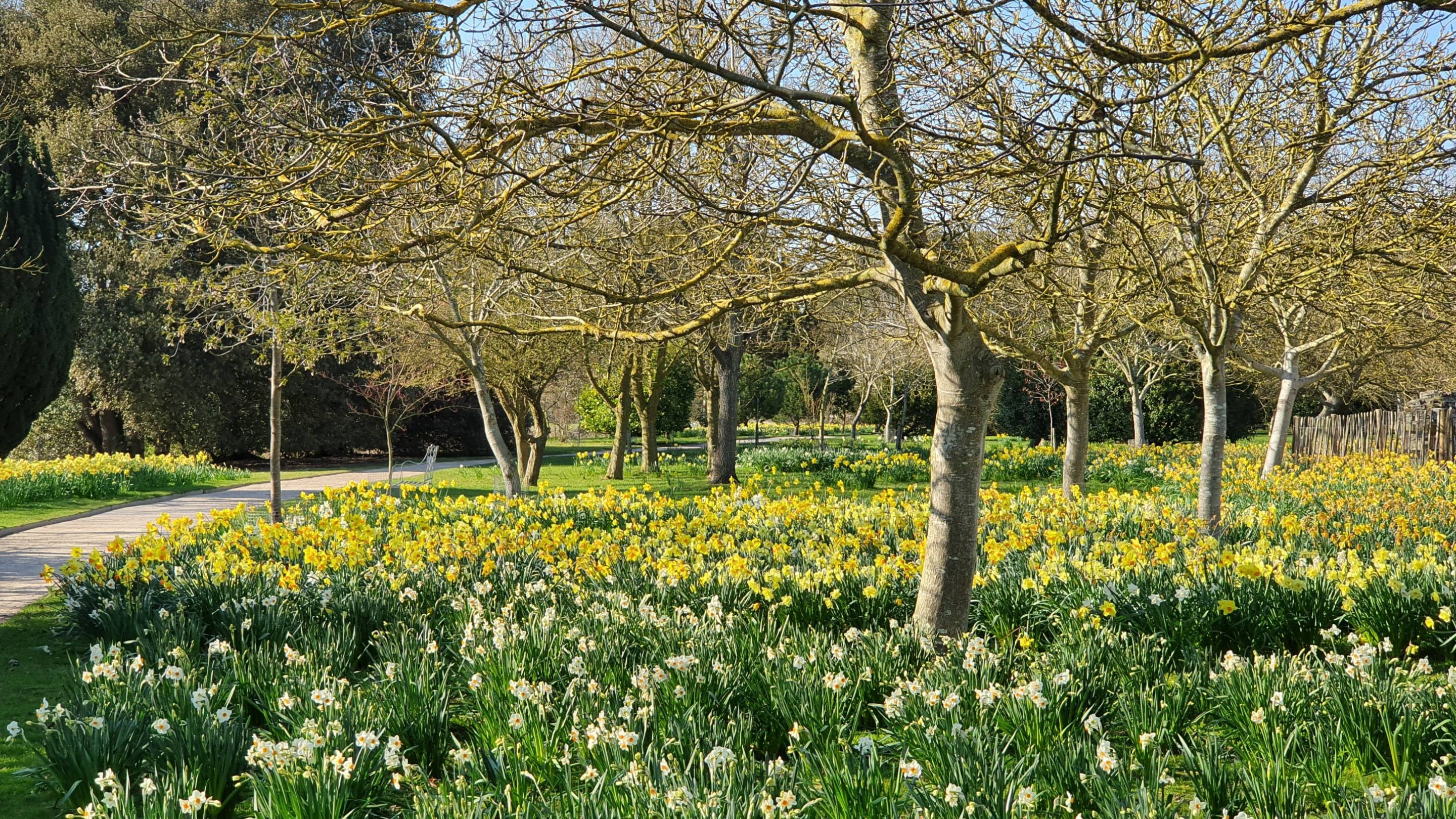 Daffodils in the garden at Wimpole Estate, Cambridgeshire