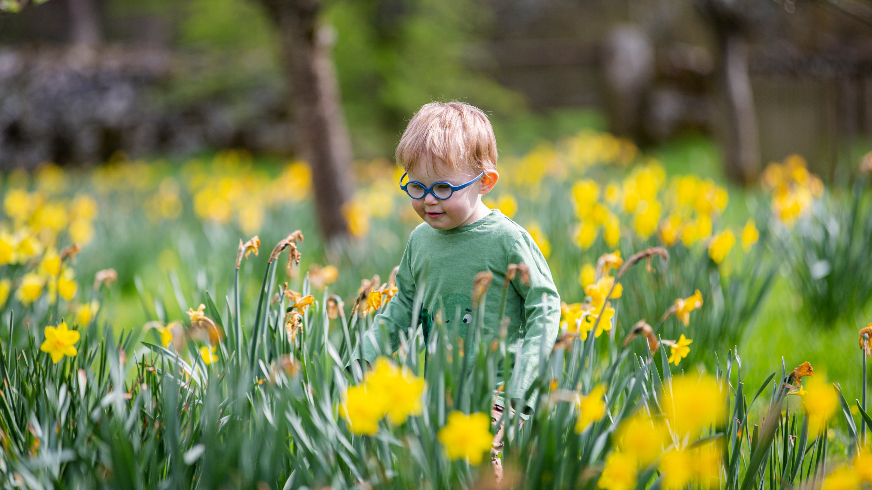 Child exploring the gardens in spring at Sizergh Castle, Cumbria