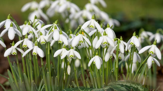 Close up picture of snowdrops in bloom