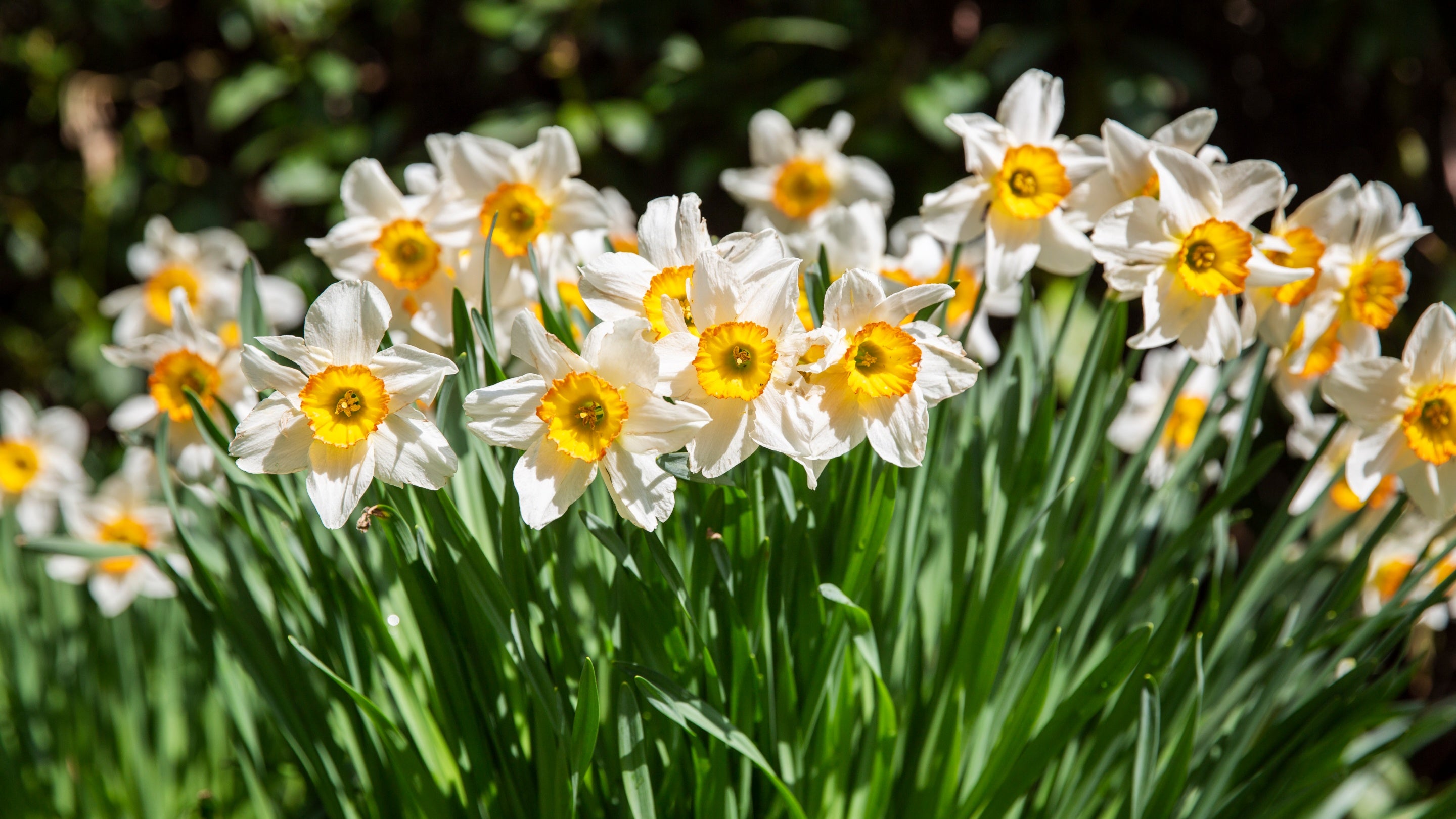 Daffodils flowering at Stagshaw Garden and Ambleside, Cumbria