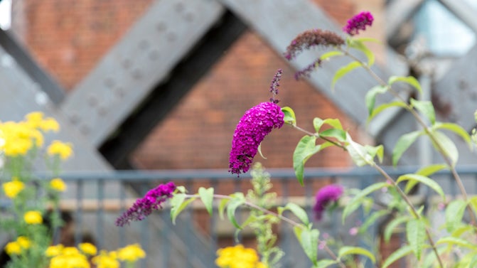 Buddleia in flower at Castlefield Viaduct, Manchester