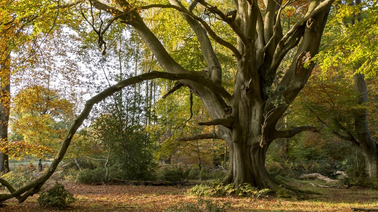 Ancient trees: a guide | National Trust