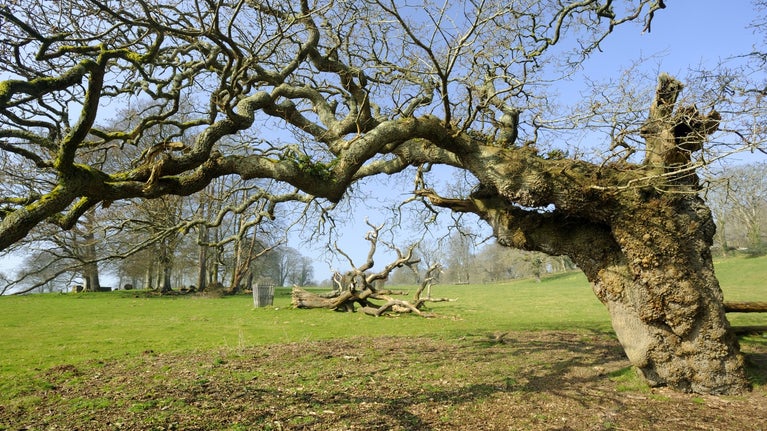 Ancient trees: a guide | National Trust