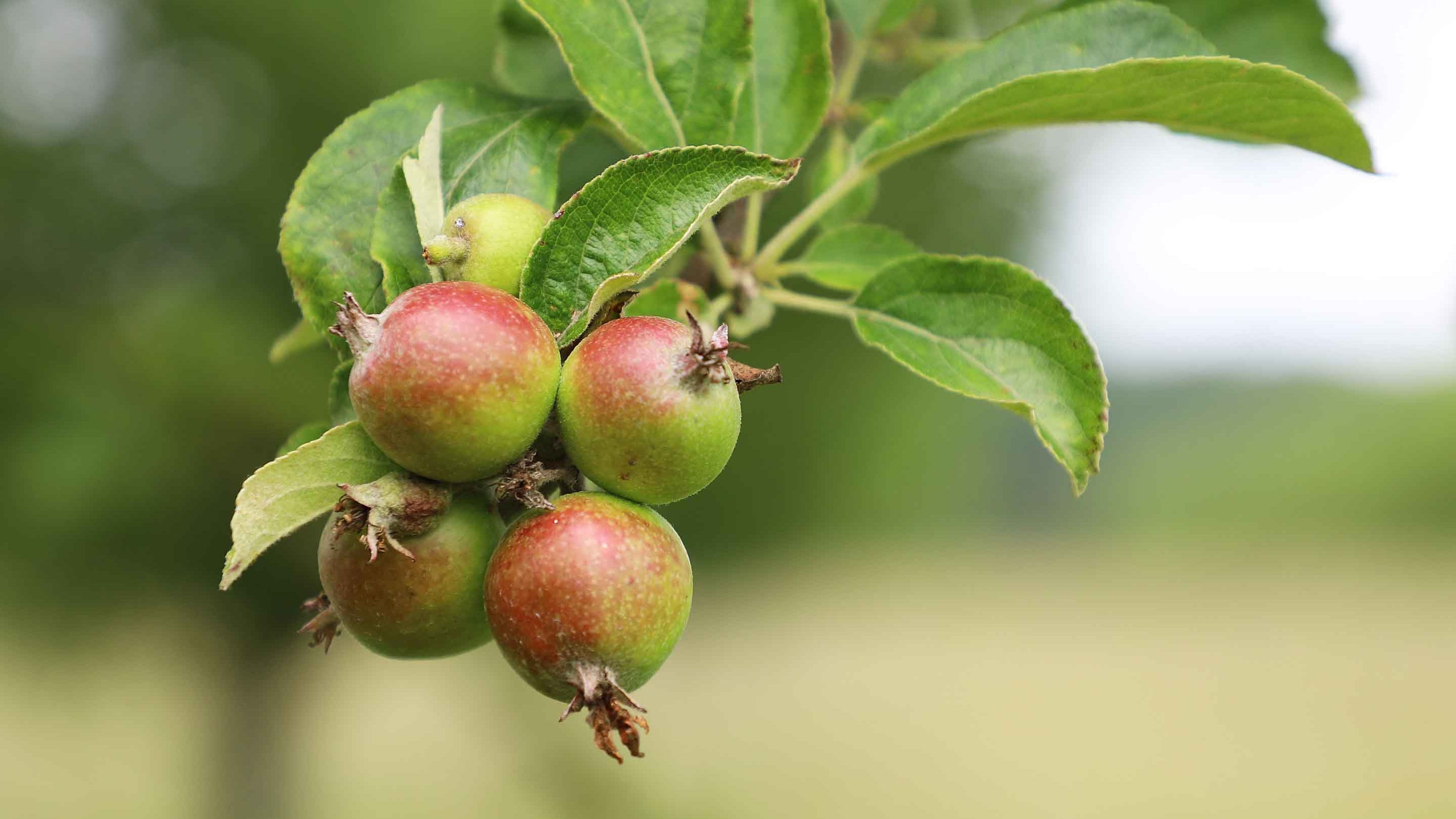 Close-up of apples growing on a tree in the orchard at Lyveden, Northamptonshire