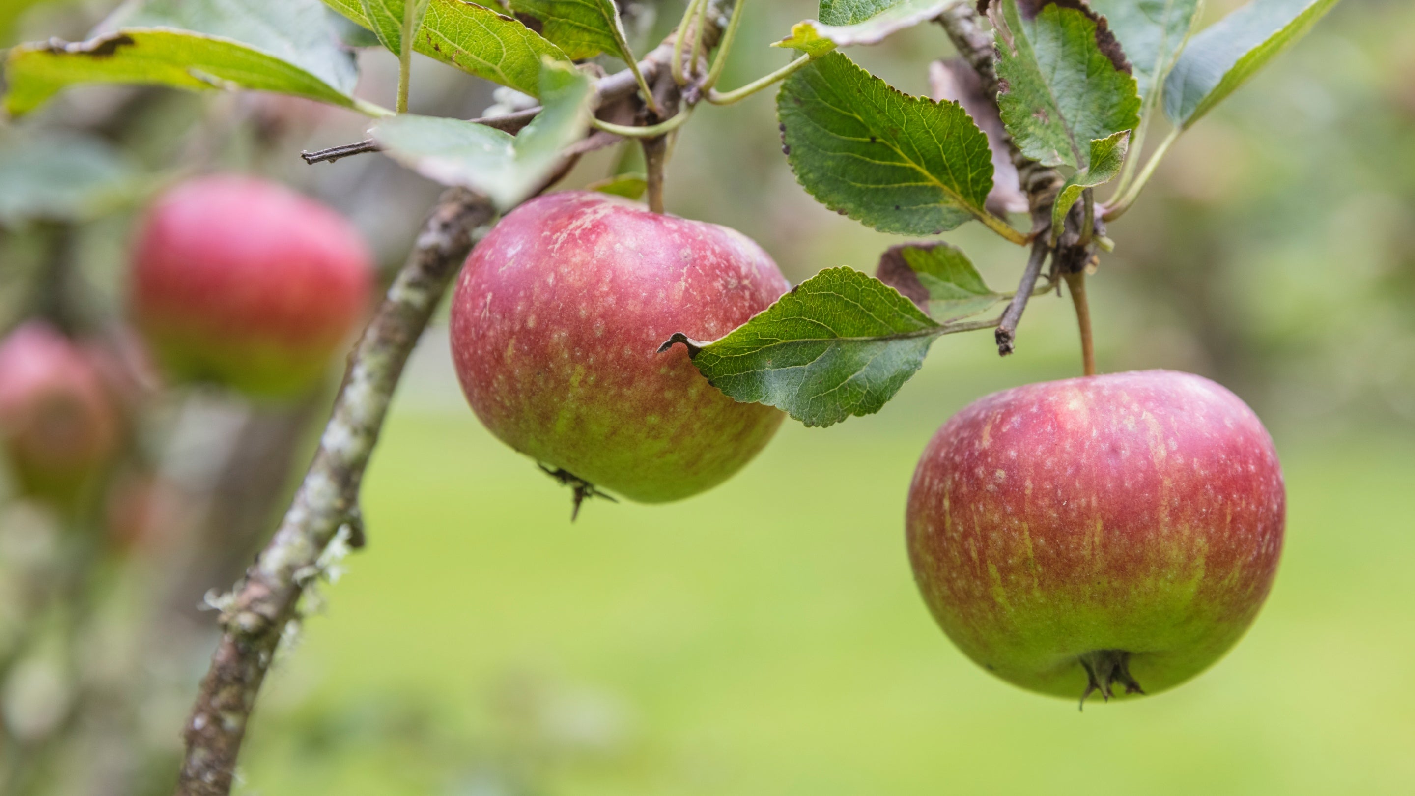 Apples in the Walled Garden at Llanerchaeron, Wales