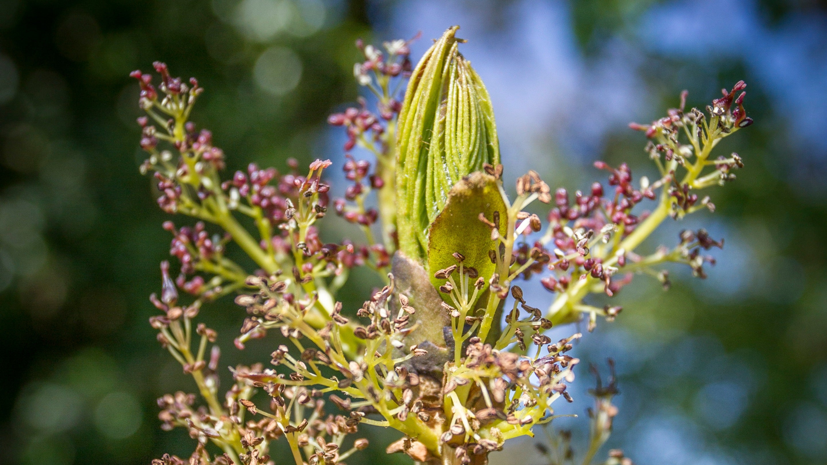 A healthy ash bud (Fraxinus excelsior)