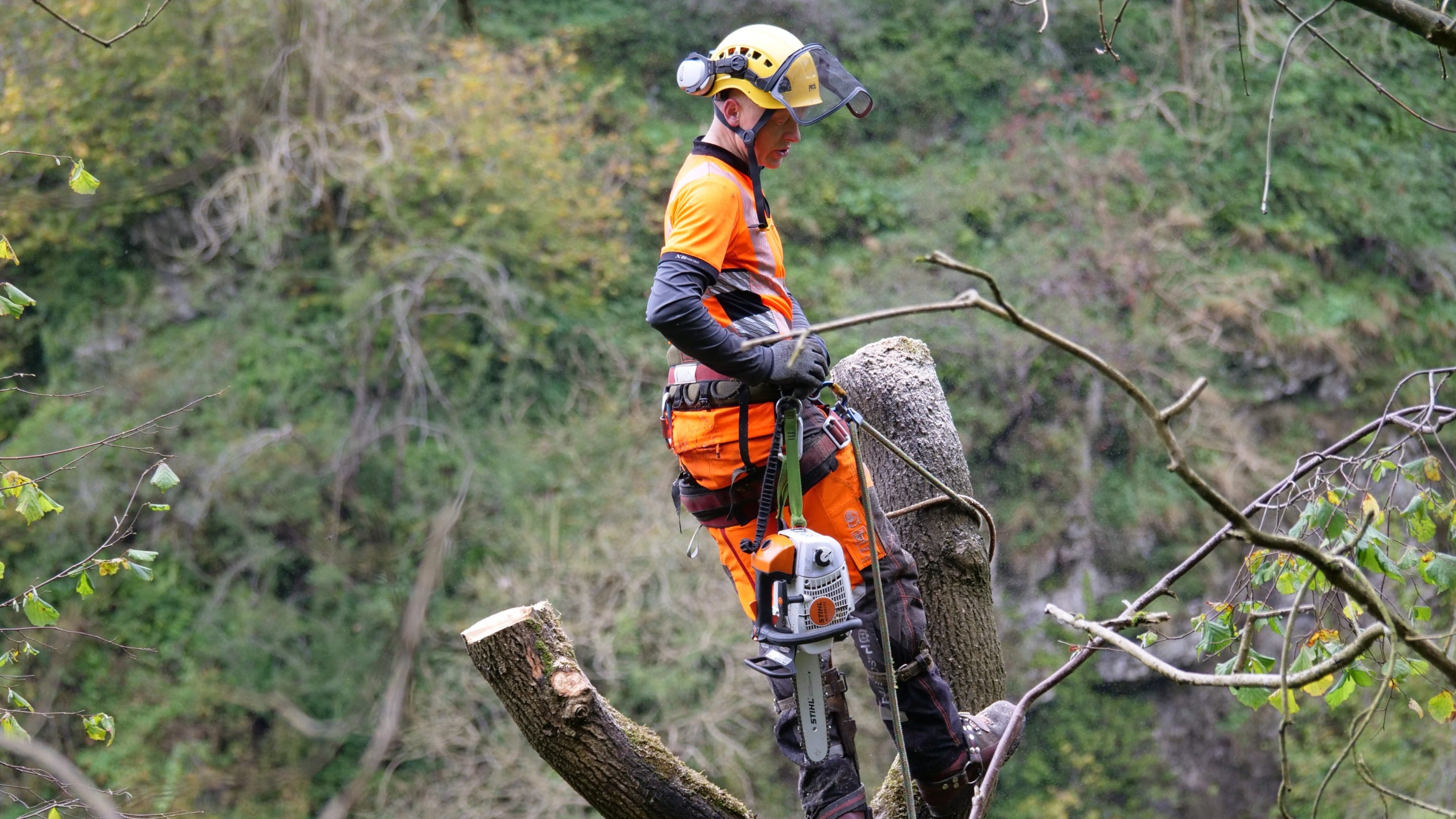Ash dieback project at Dovedale, Derbyshire