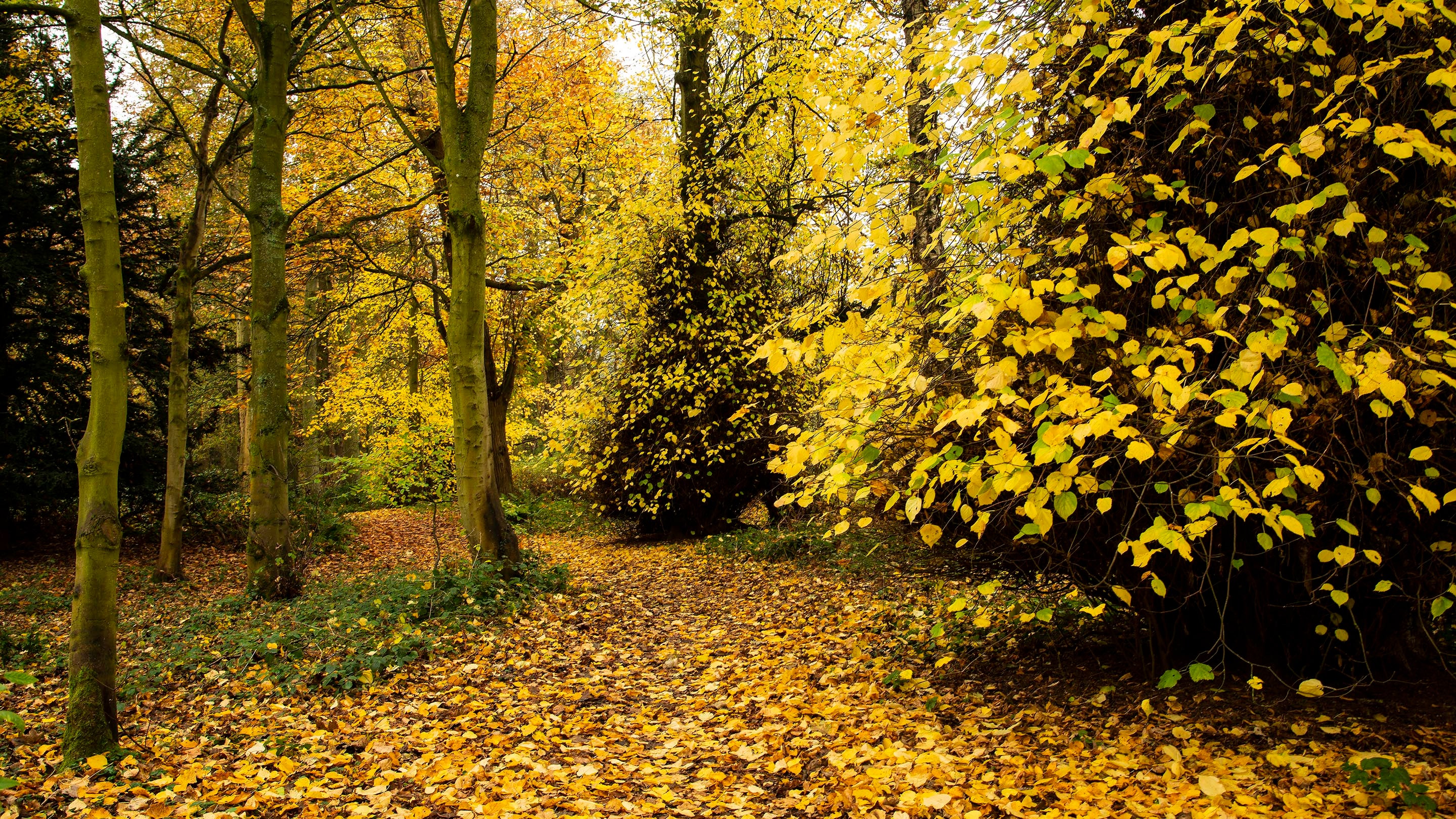 Autumnal woodland at Shugborough Estate, Staffordshire