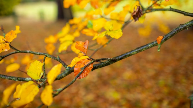 Beech leaves in autumn at Kedleston Hall, Derbyshire