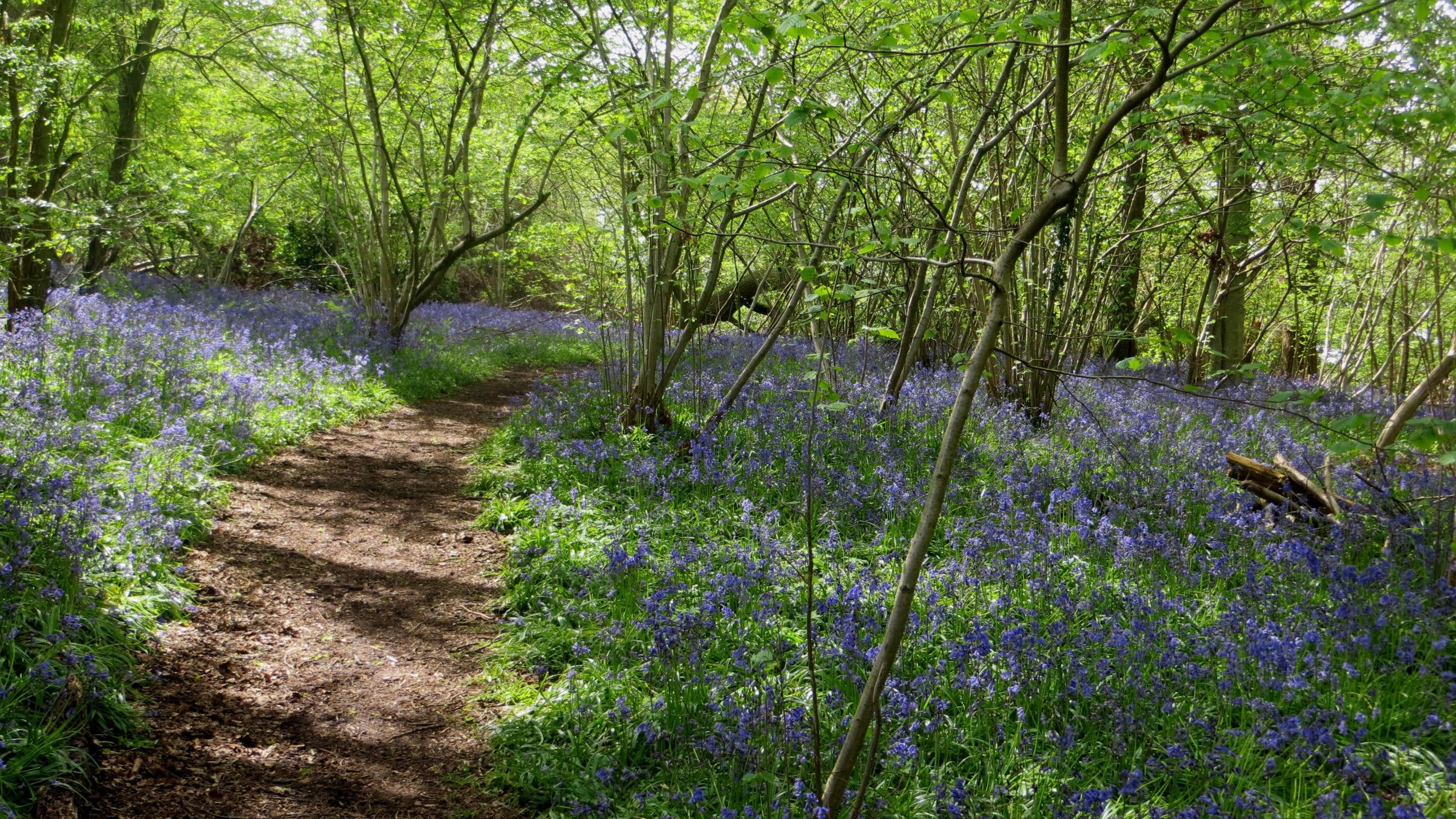 A pathway through the woodland at Curbridge Nature Reserve in Hampshire with bluebells in bloom