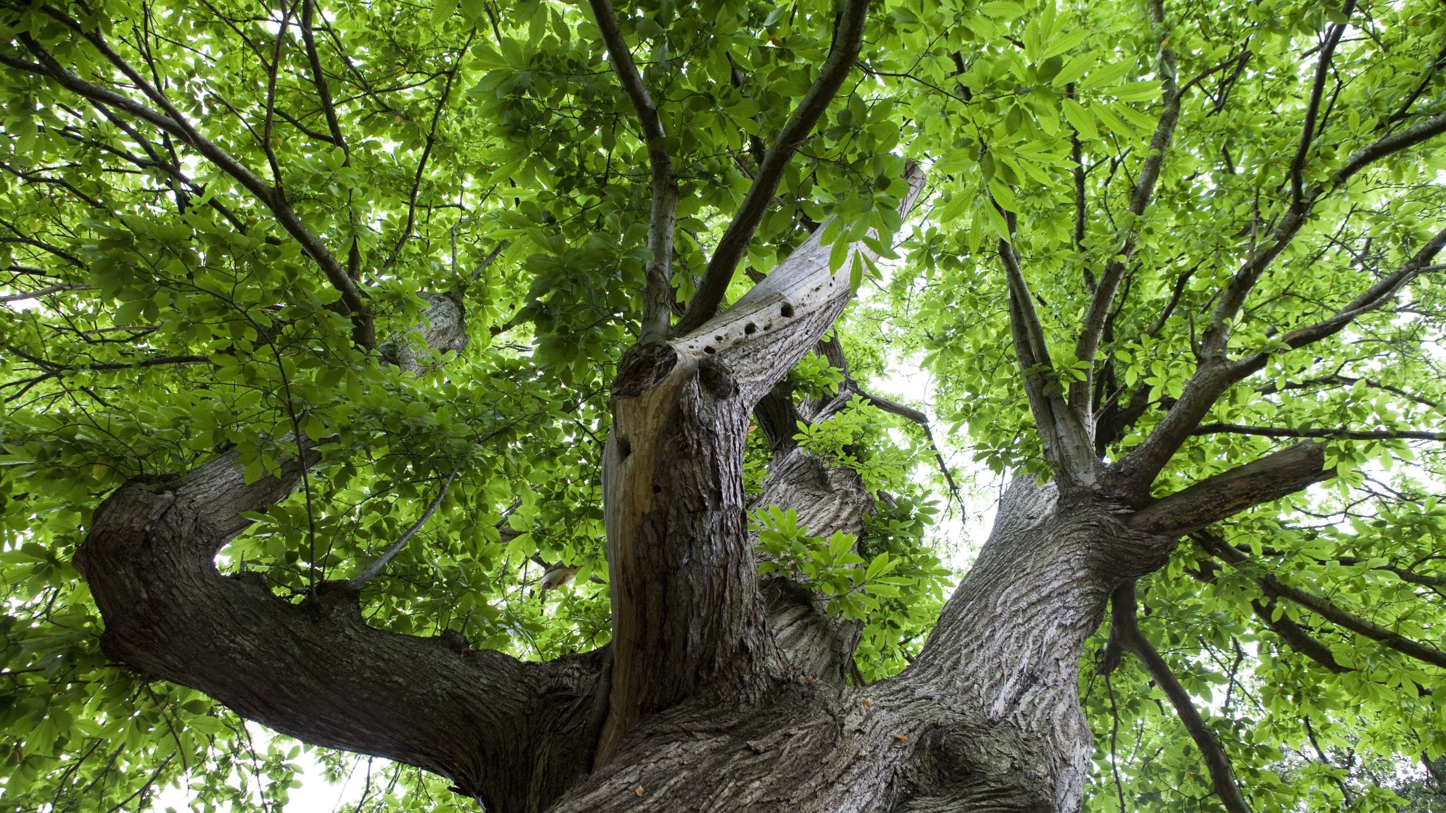 The view looking up at the branches of a mighty tree at Saltram, Devon
