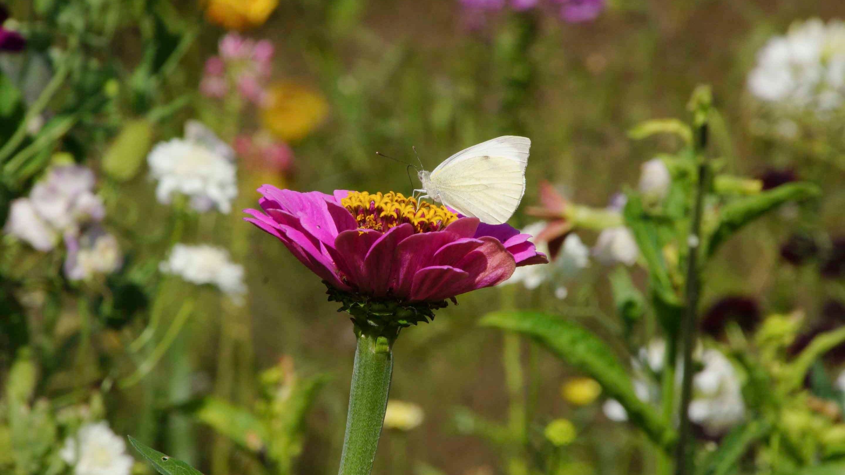 An image of a white butterfly perched on a bright pink flower in the Mulberry Garden at Bateman's in East Sussex