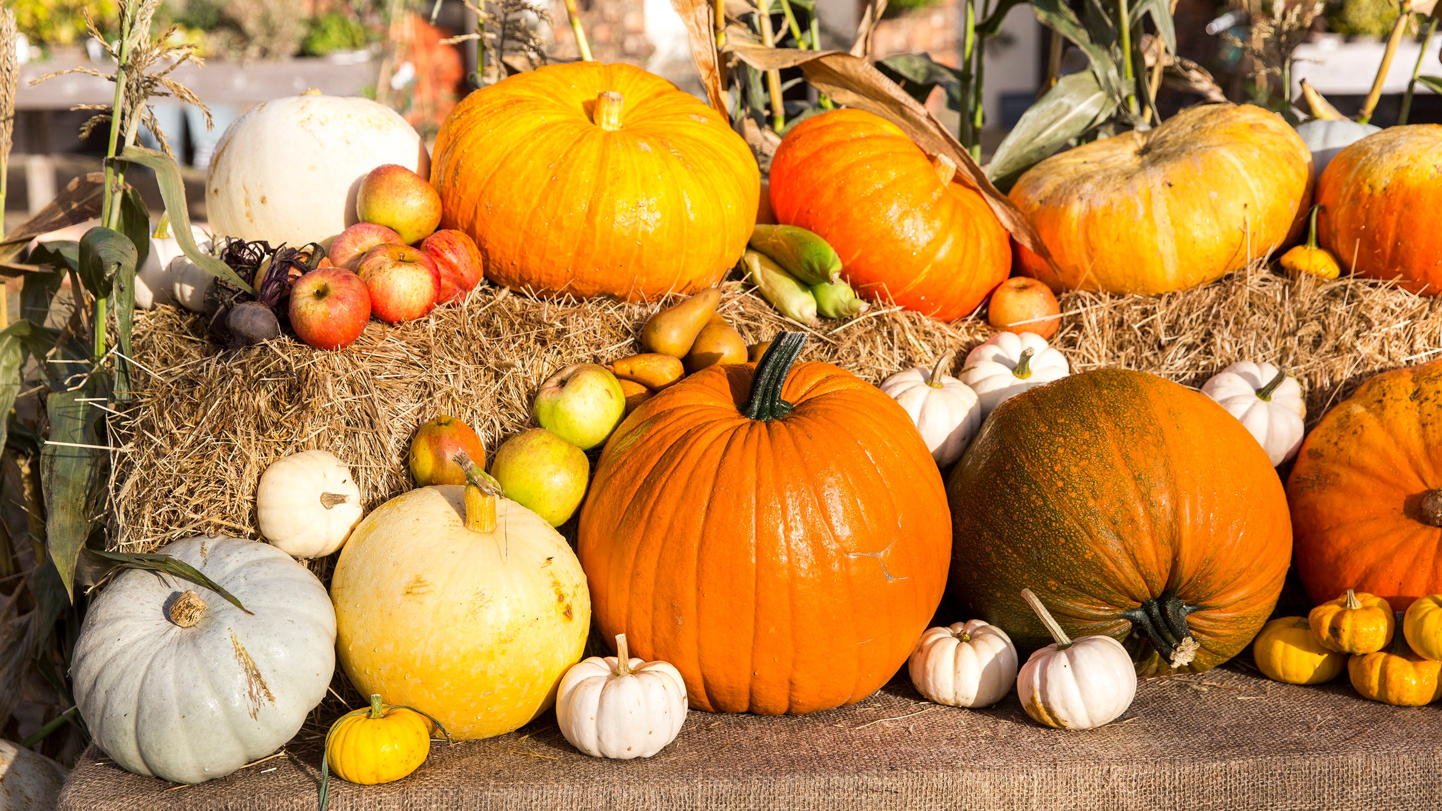 Display of pumpkins, gourds and squashes at Beningbrough Hall, Gallery and Gardens, North Yorkshire