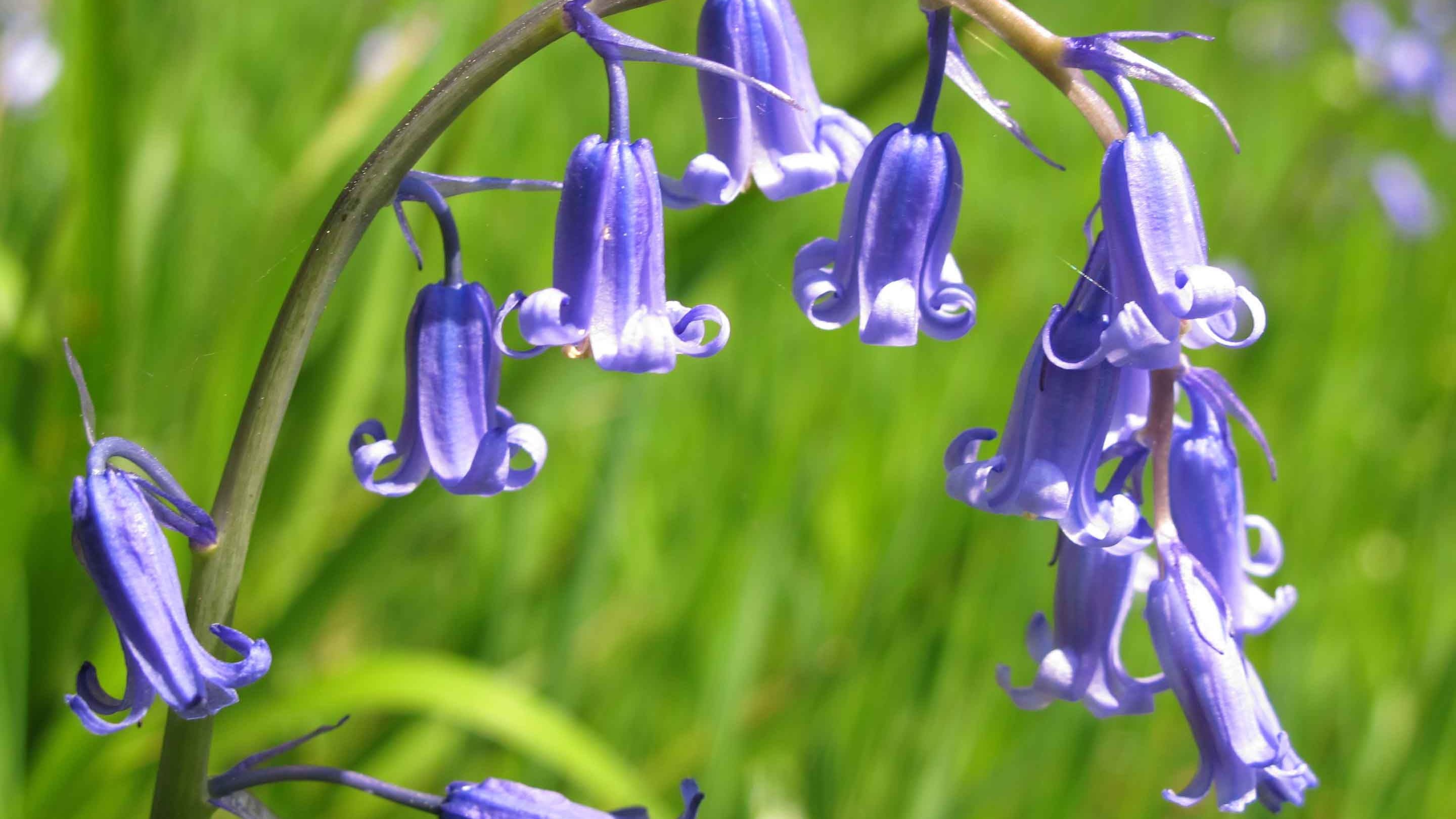 Close-up of an English bluebell flower stalk at Hardcastle Crags