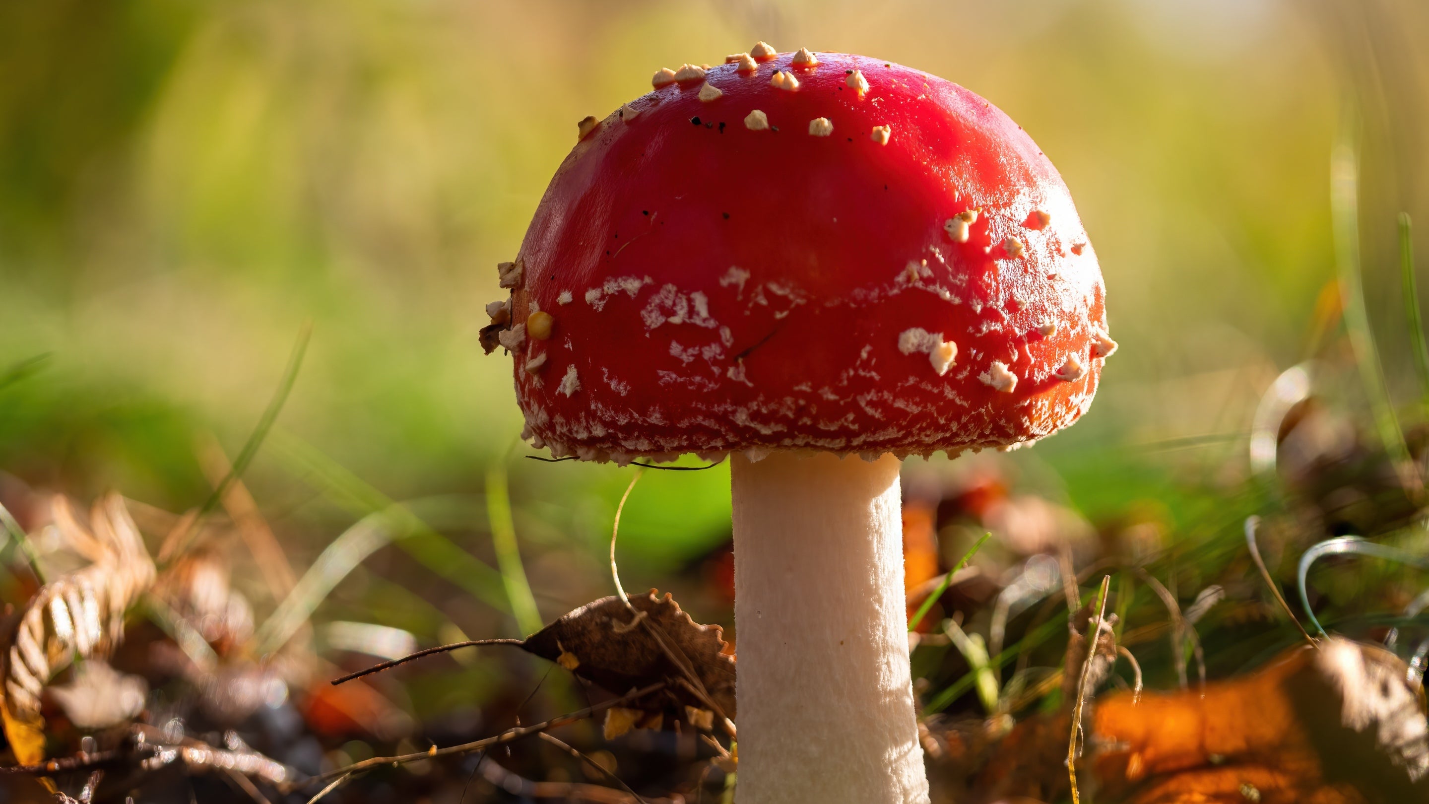 Fly agaric fungi