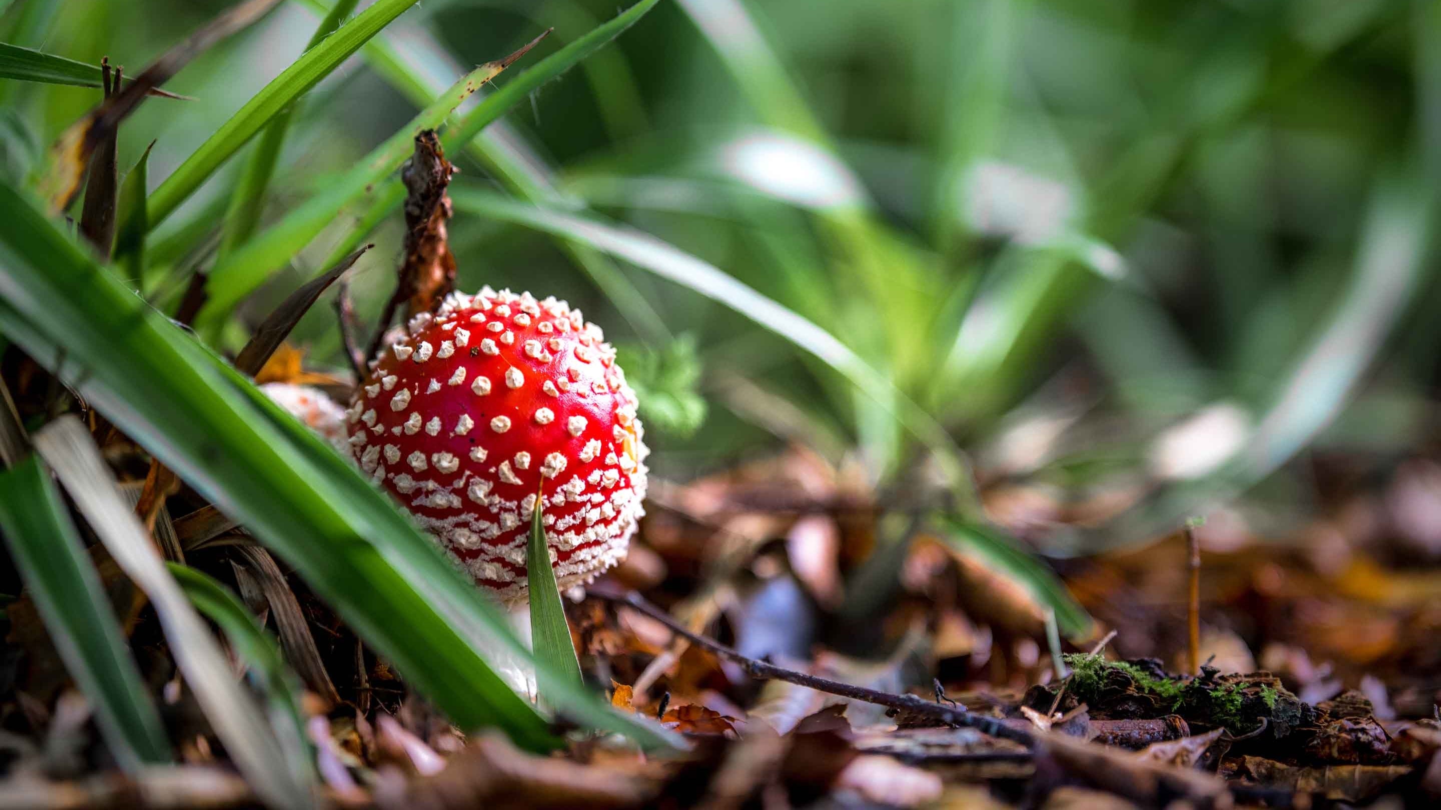 A vivid red Fly Agaric (Amanita muscaria) at Staward Gorge