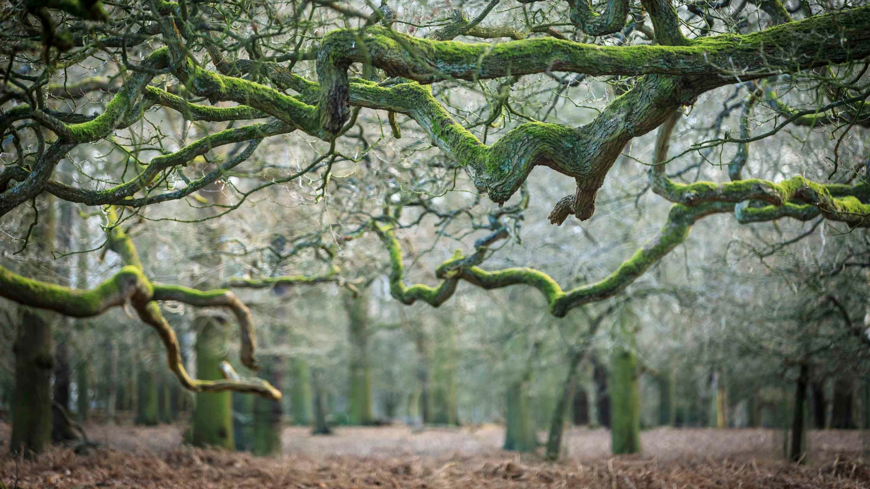 Frosty woodland at Dunham Massey, Cheshire
