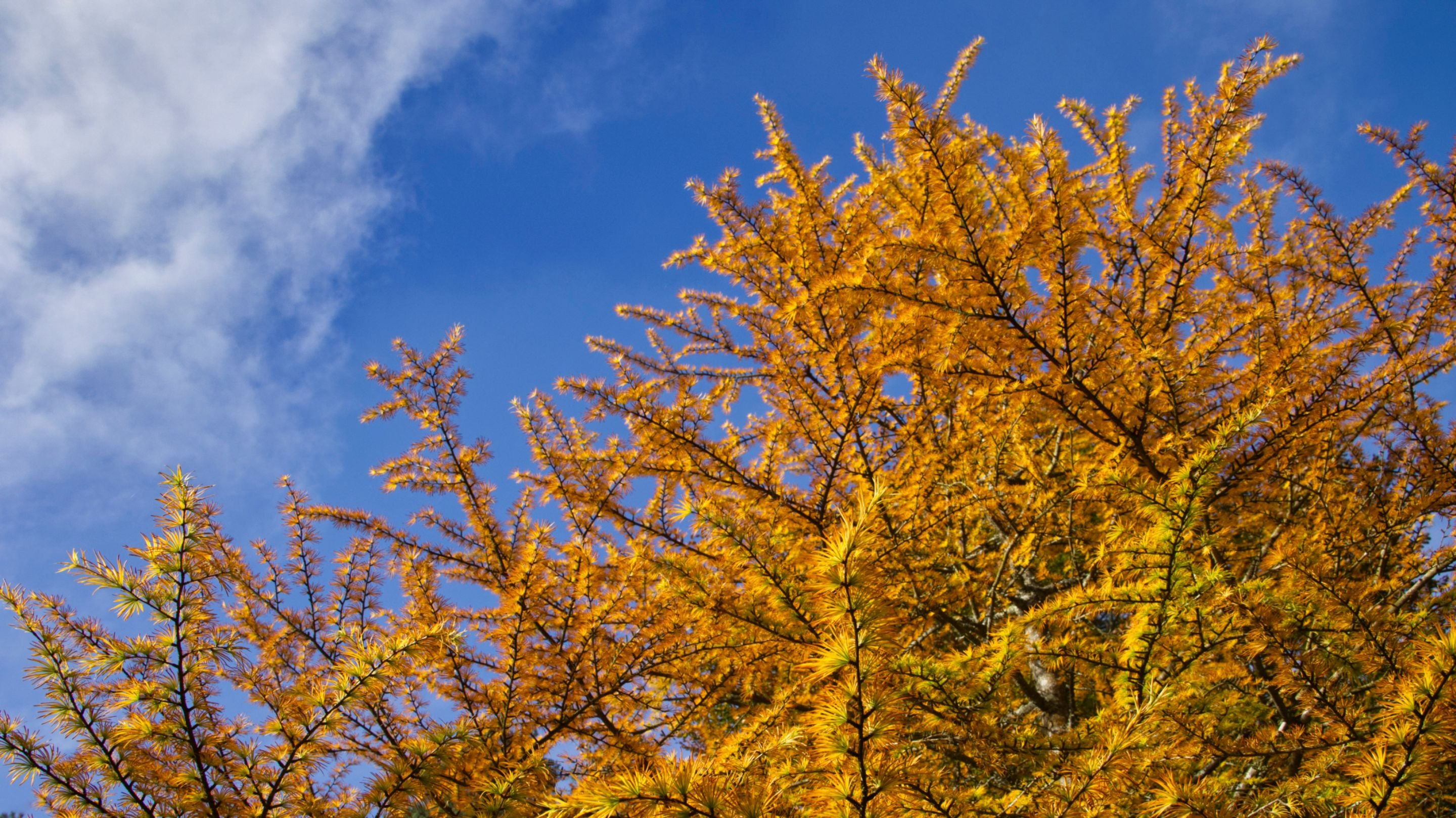 Golden larch (Pseudolarix ambilis) in October at Sheffield Park and Garden, East Sussex