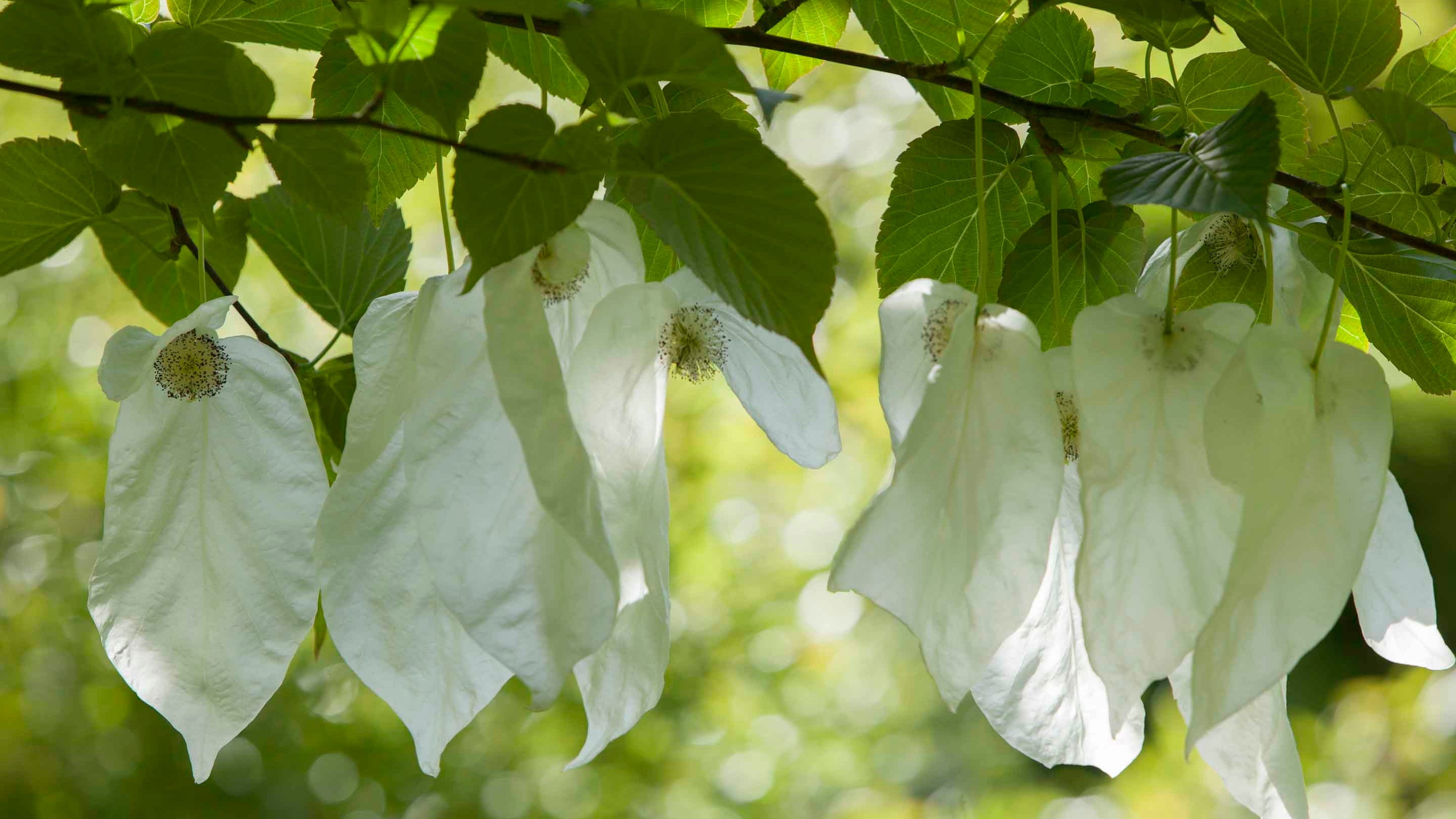 Close up of handkerchief tree (Davida involucrata) flowers in bloom