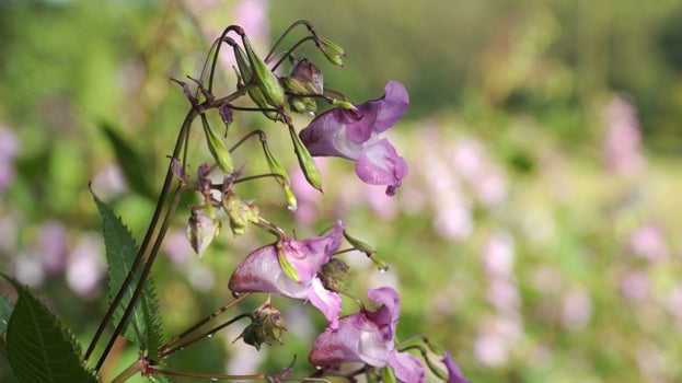 Himalayan balsam (Impatiens balsamifera) at Parke, Bovey Tracey, Devon