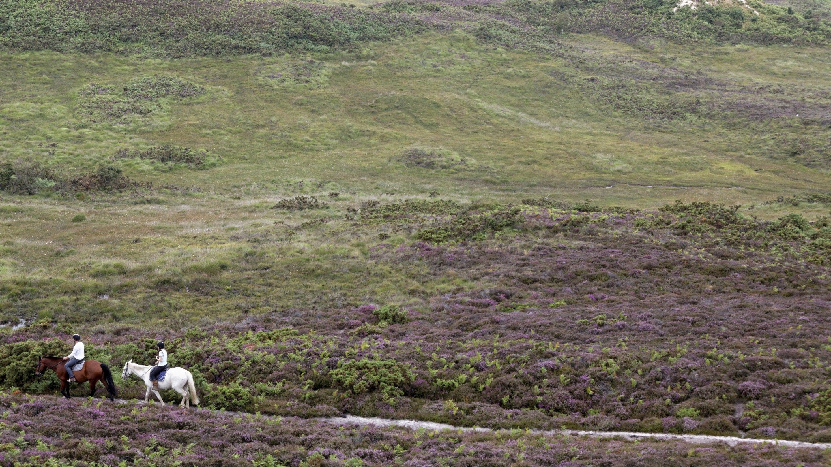 Horse riders on Godlingston Heath in Dorset, part of the Purbeck Heaths  'super' nature reserve