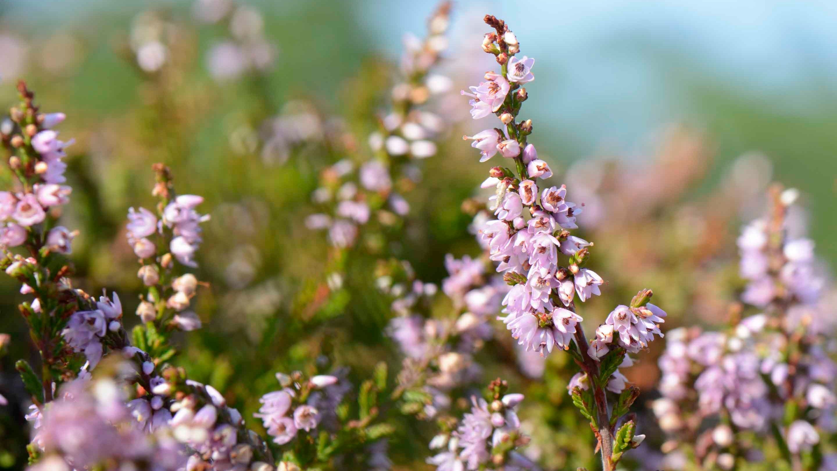 Sprigs of pale purple Ling heather on Lundy Island