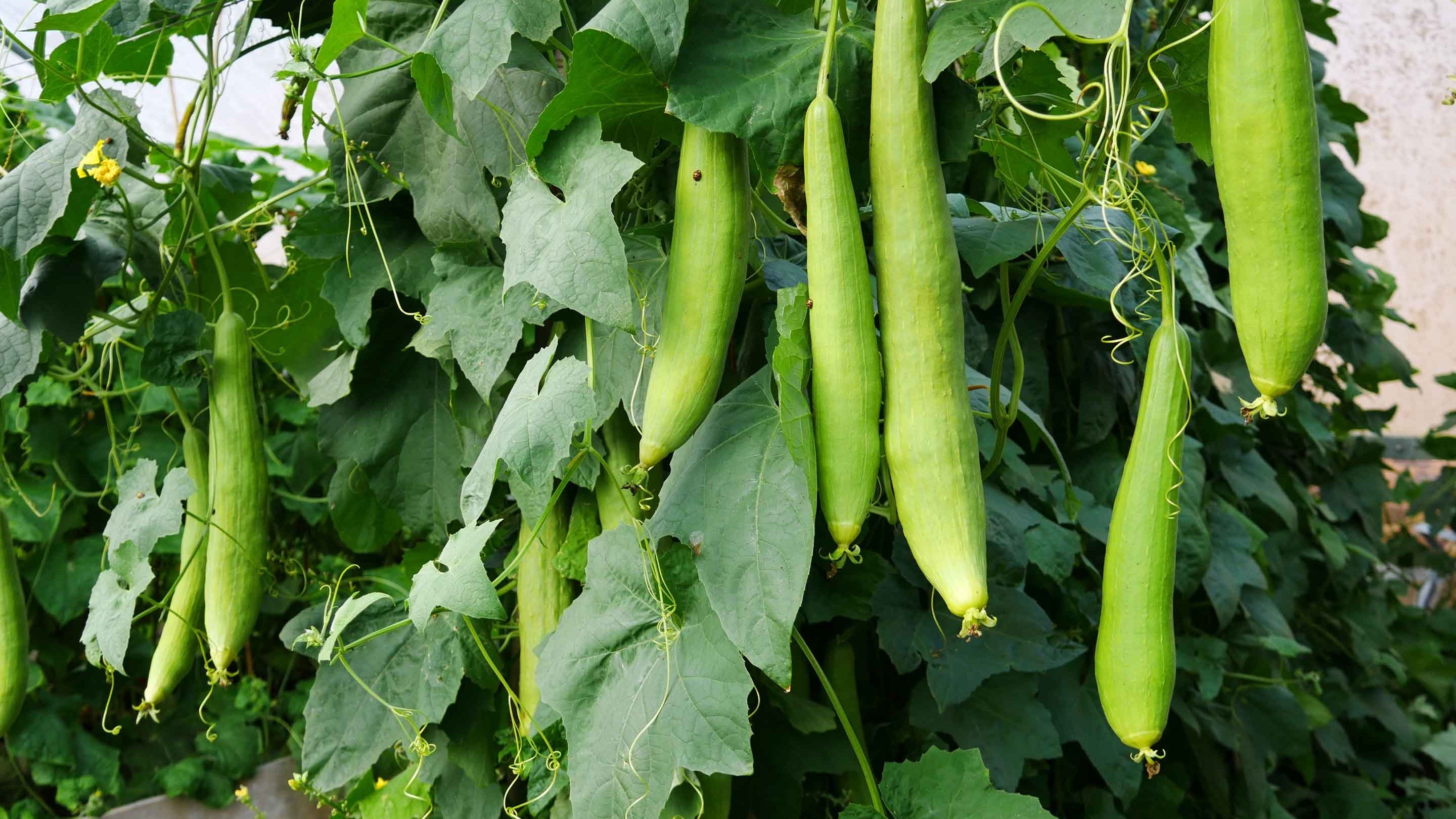 Loofahs on their vines in the walled garden at Knightshayes