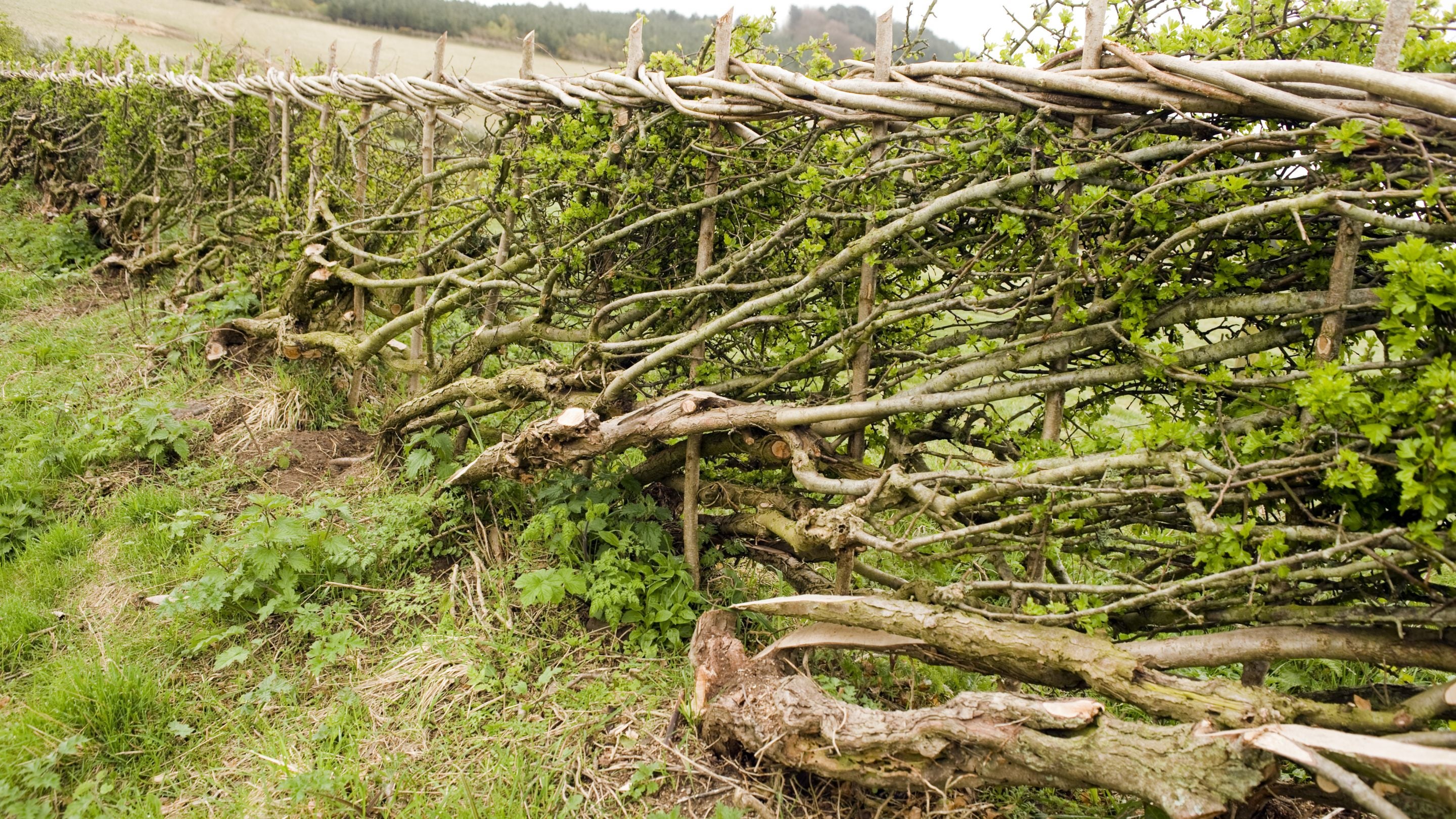 Natural Hawthorn hedging in the grounds on Mottistone Down, Isle of Wight