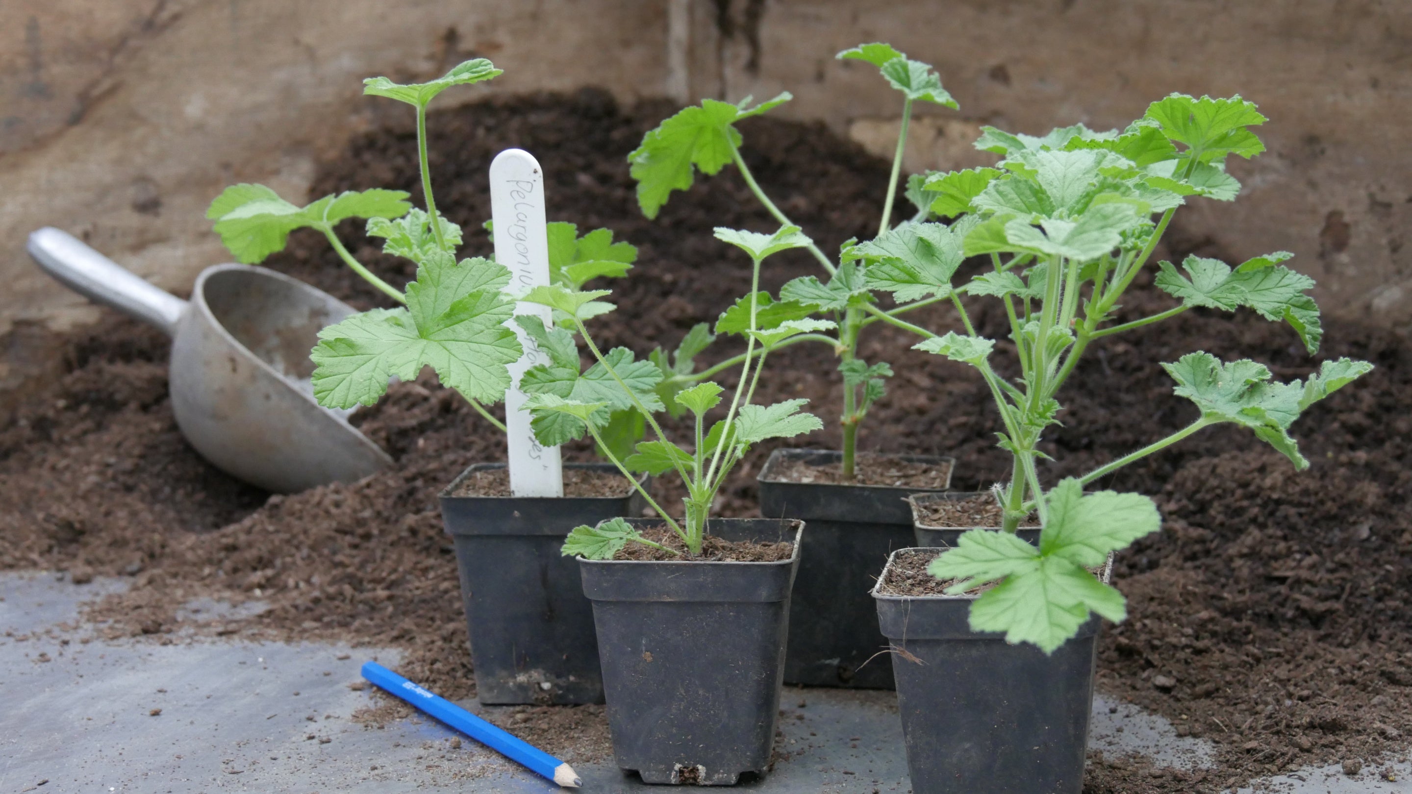 Plant cuttings potted up for the next year in the nursery at Powis Castle, Wales