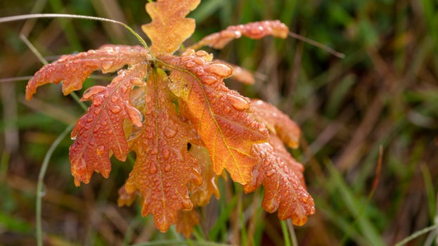 Oak tree sapling on the commons at Minchinhampton and Rodborough Commons, Gloucestershire