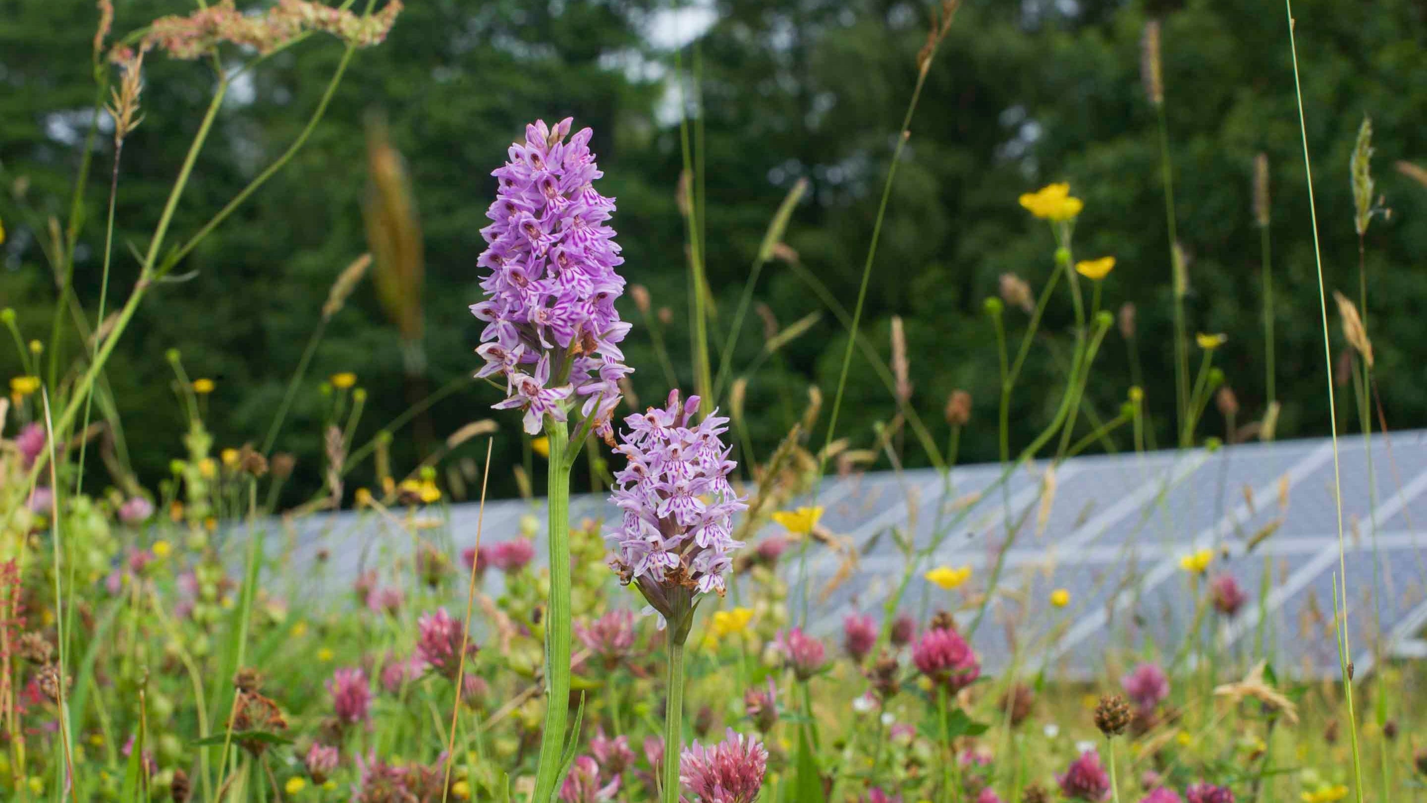 A close up of orchids, clover and buttercups with solar panels in the background, in the meadow at Plas Newydd, Anglesey, North Wales