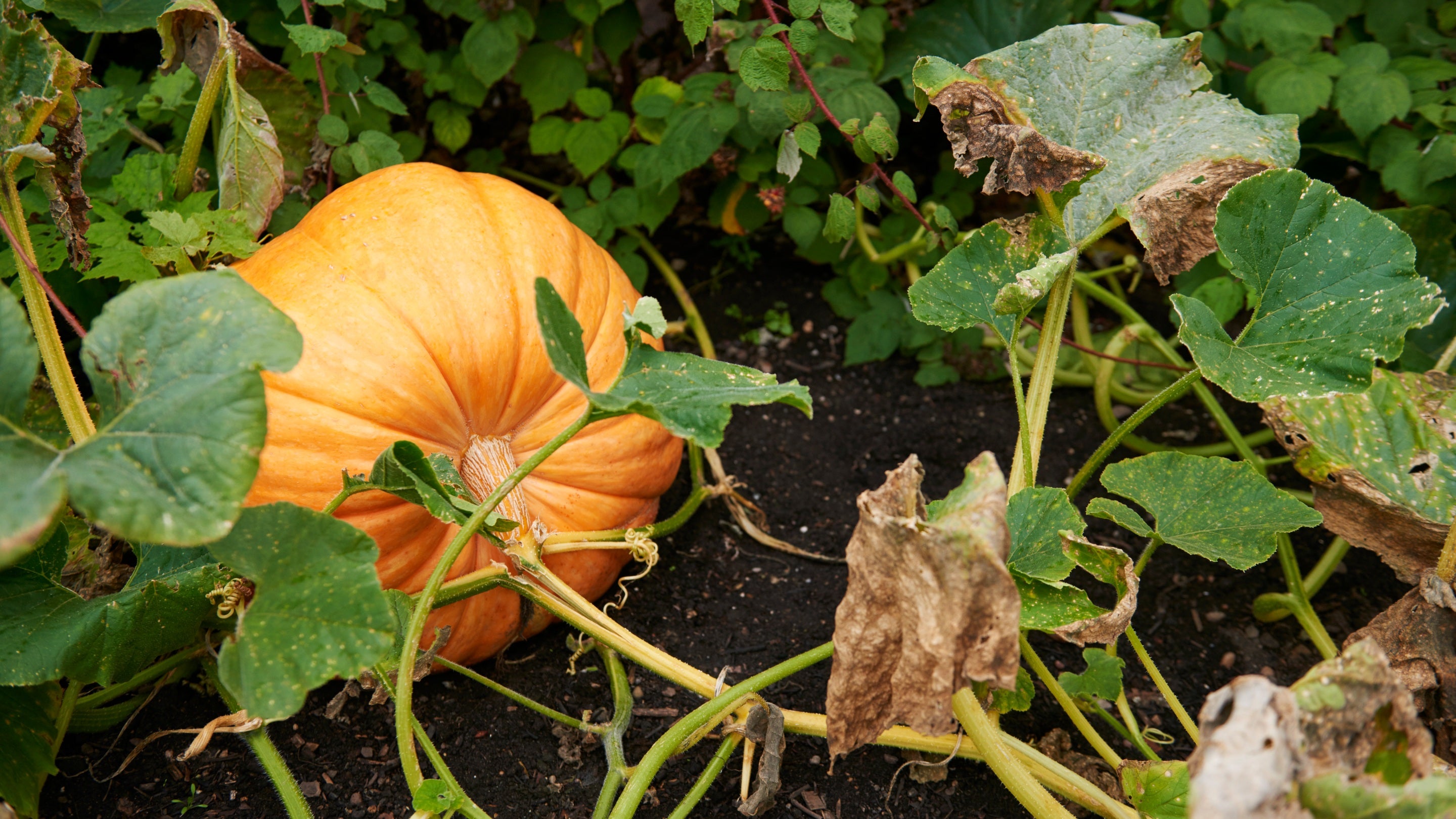 A ripe pumpkin sitting on soil and surrounded by foliage in the kitchen garden at Coughton Court, Warwickshire.